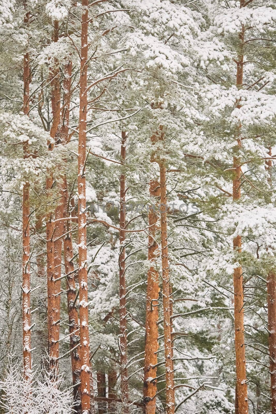 The heavy snowfall in a wild park, winter fairy tale in the forest, snow-covered tree branches, large flakes of snow are slowly falling, nobody, snow storm, blizzard. High quality photo