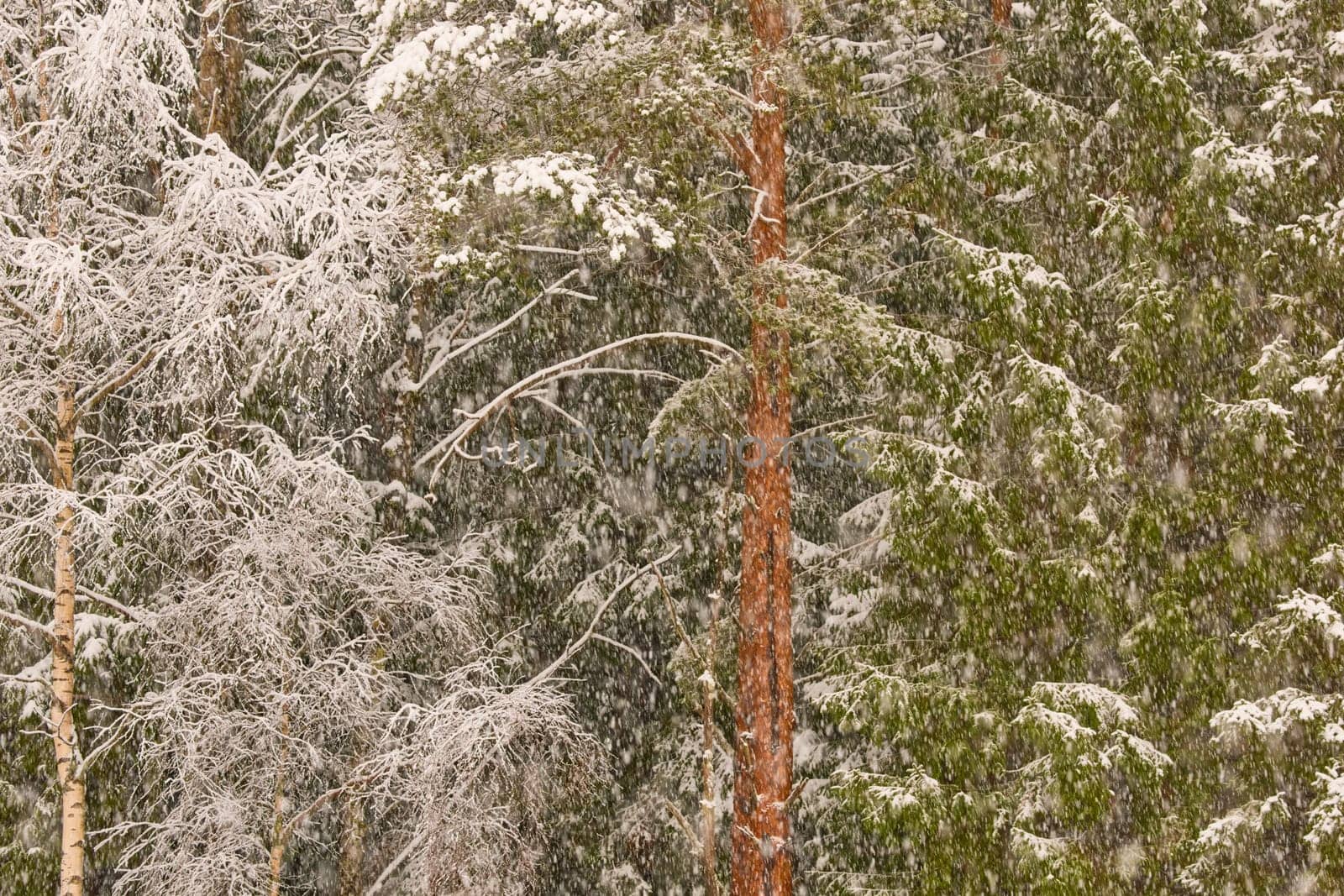 The heavy snowfall in a wild park, winter fairy tale in the forest, snow-covered tree branches, large flakes of snow are slowly falling, nobody, snow storm, blizzard. High quality photo
