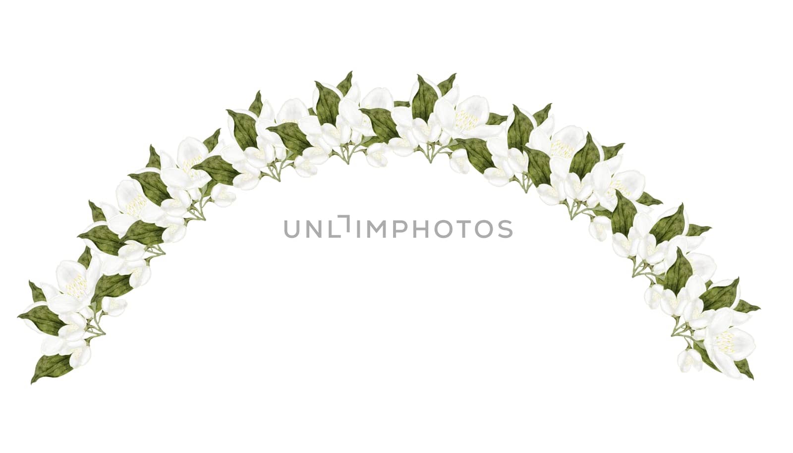 Jasmine white flower watercolor arch. Hand drawn bud delicate. Clip art botanical on white background. Ideal for logo of tea and aromatic products from jasmine. High quality illustration