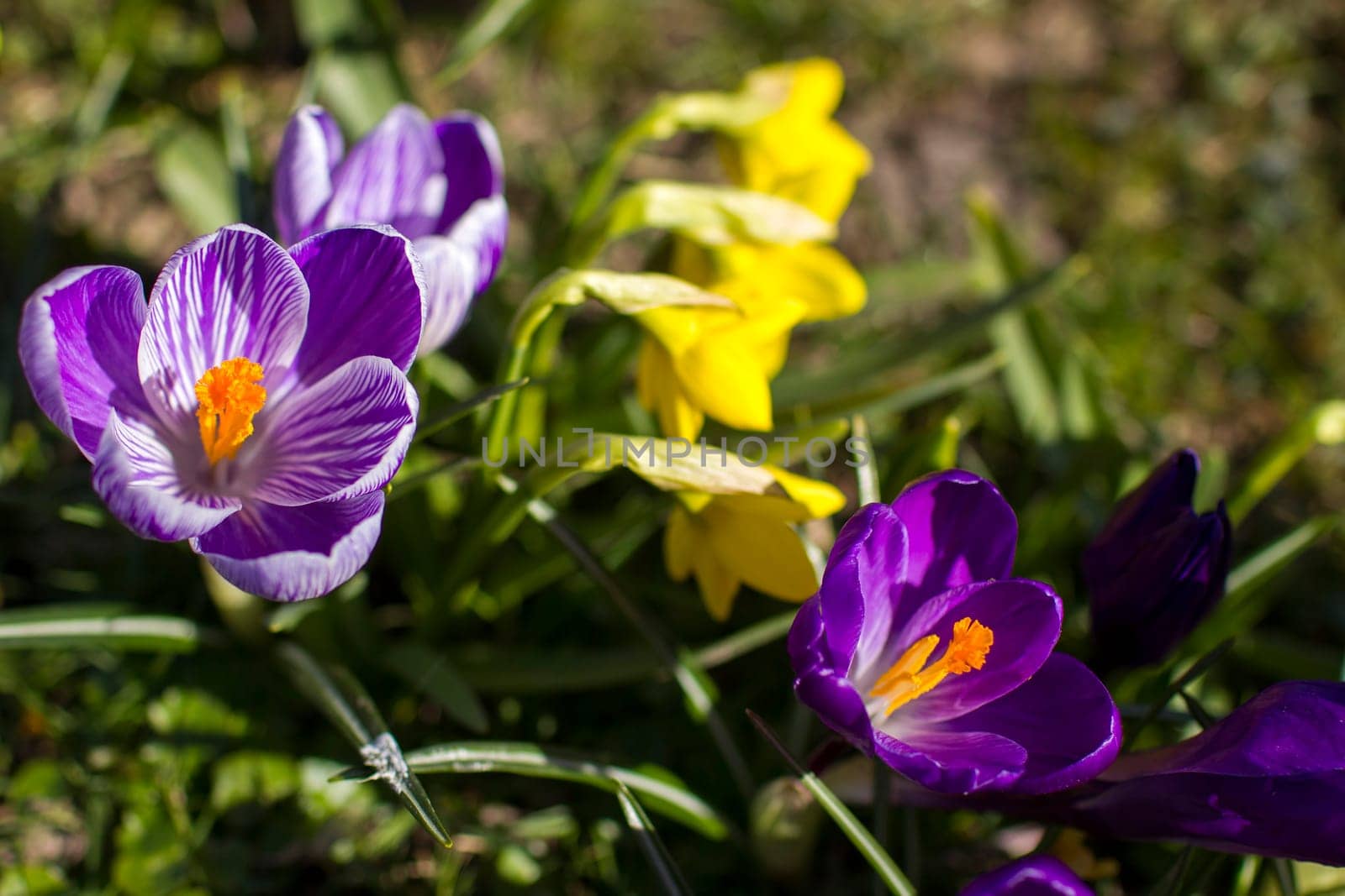 crocus flowers in the garden -  spring flowers - soft focus
