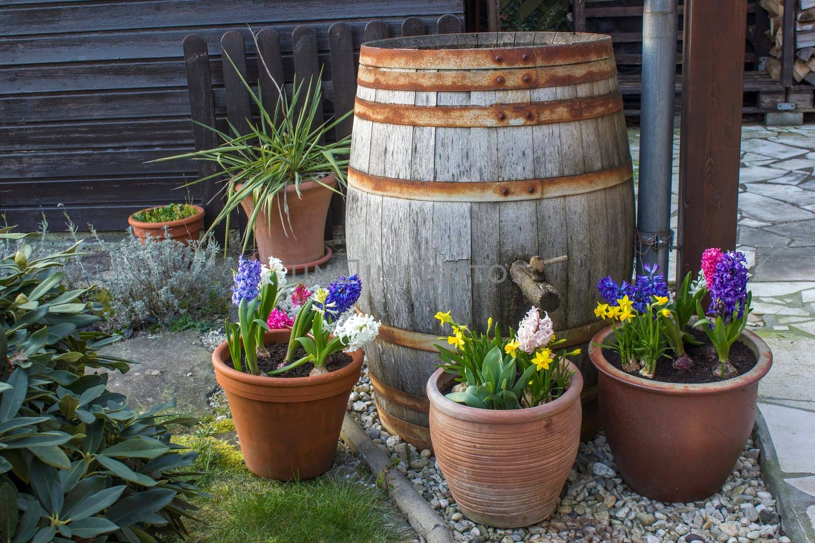 rustic garden -  blooming spring flowers - narcissus and hyacinth flowers in clay pots