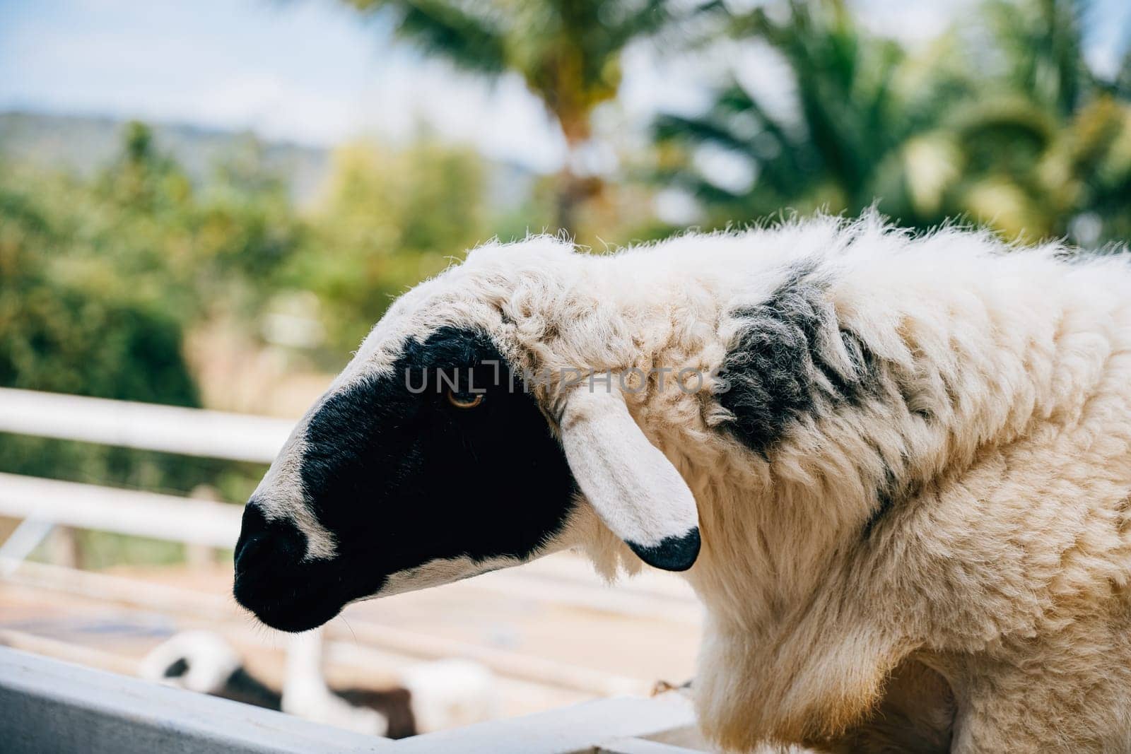 In an English meadow a cute sheep gazes forward. This portrait of a livestock ewe captures the tranquility of nature and the serene beauty of farm animals.