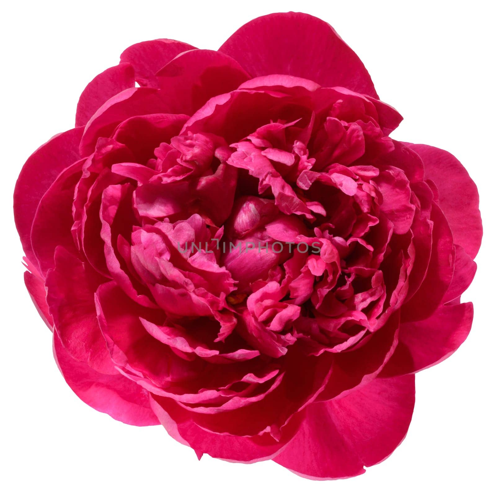 Red peony flower in full bloom, isolated background, top view