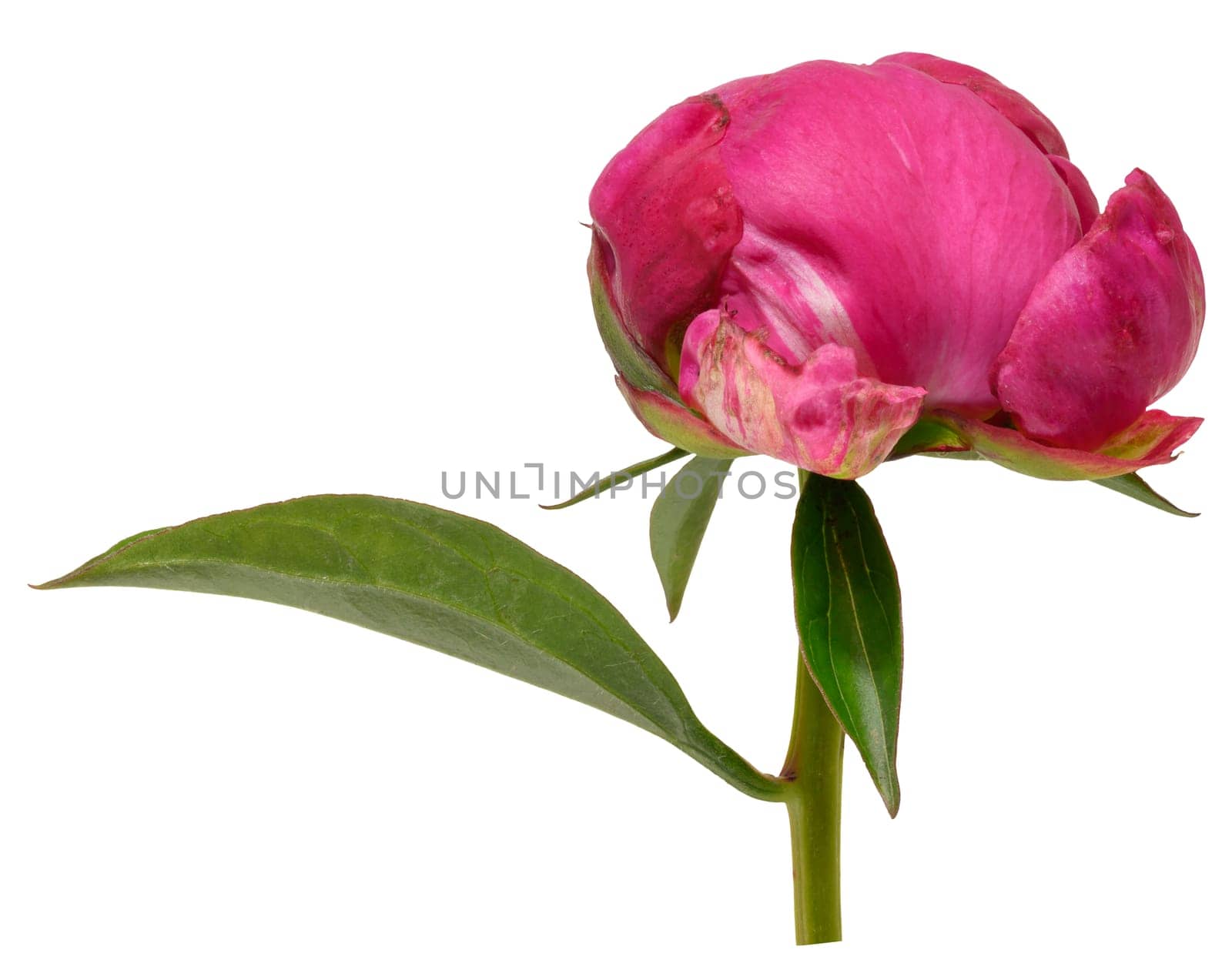 Close-up of unopened bright pink peony bud with green leaves, isolated background