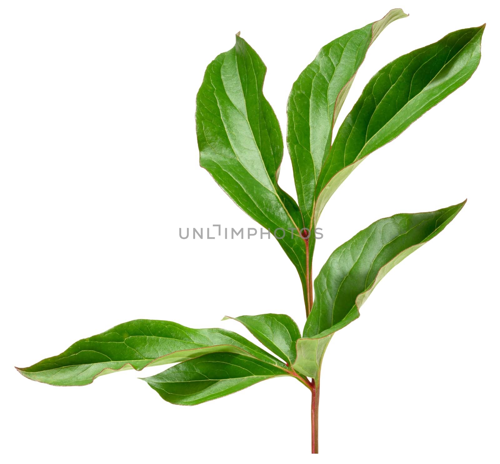 Close up of one green peony leaf on isolated background