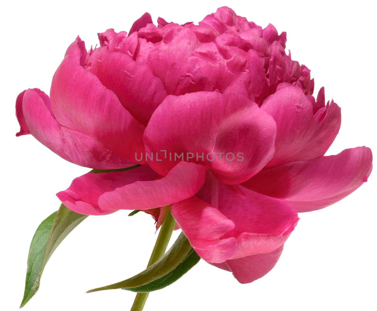 Close-up of one lush bright pink peony flower with green leaves, isolated background