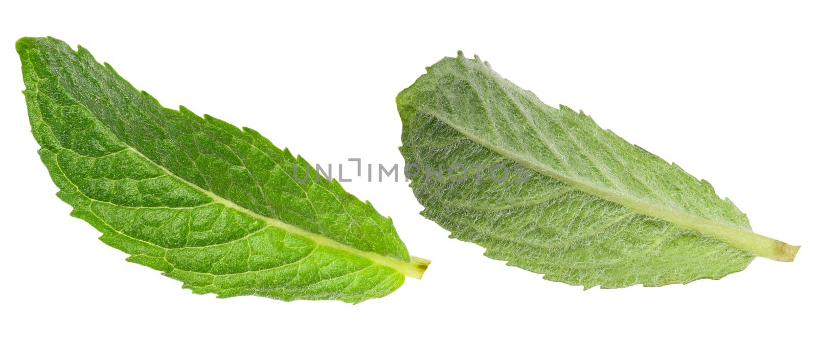 Green mint leaf with visible veins, isolated background, set