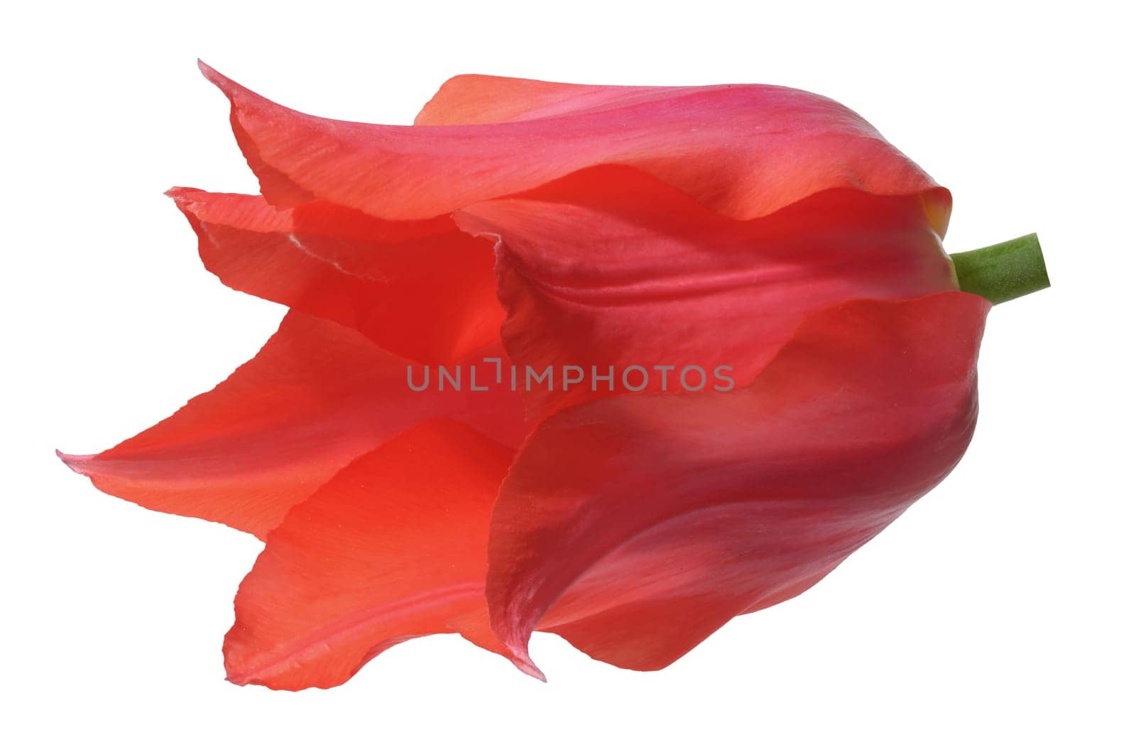 Red tulip flower in bloom, with gently curved petals, isolated background