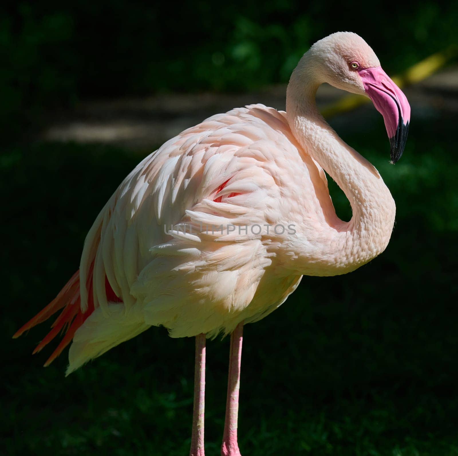 A pale pink flamingo stands tall at the edge of a pond, surrounded by lush green grass