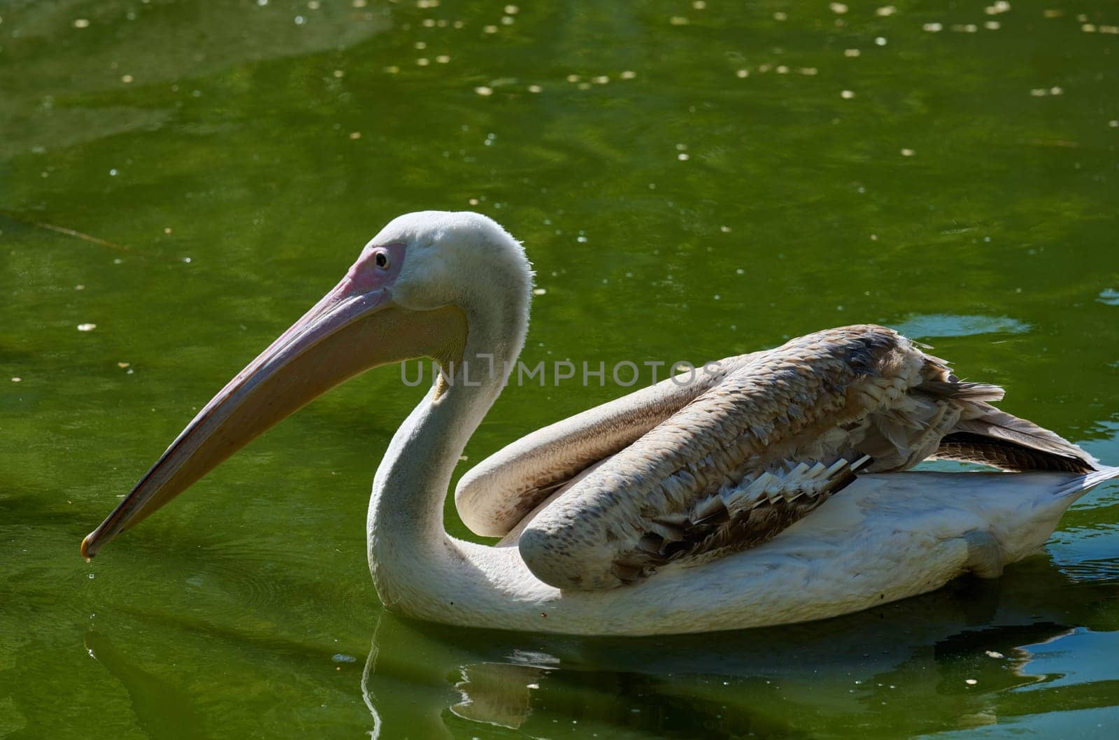 White adult pelican swimming on a pond with green water