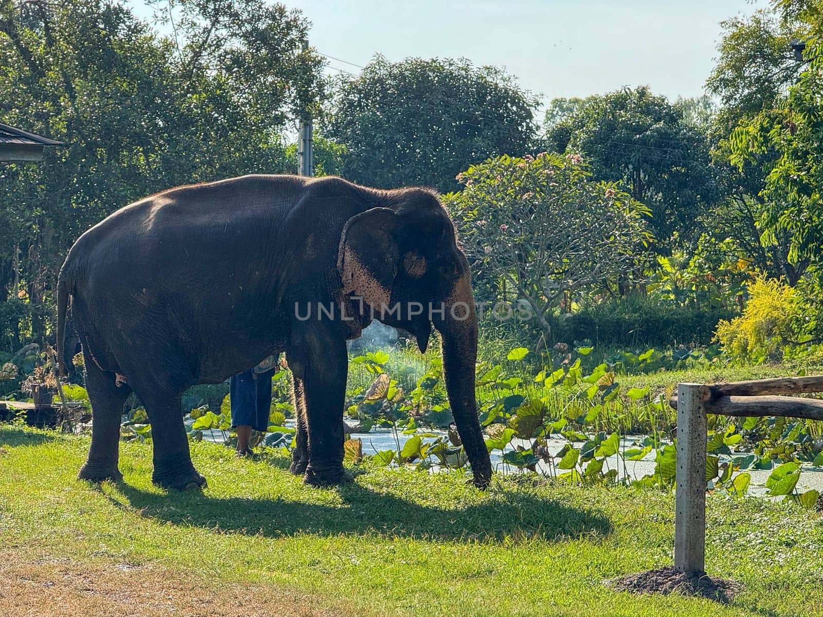 Bangkok, Thailand - November 11, 2024: Asian elephants enjoys a tranquil moment in a nature park, highlighting the beauty of wildlife protection and the natural world in Thailand. Gentle giants.