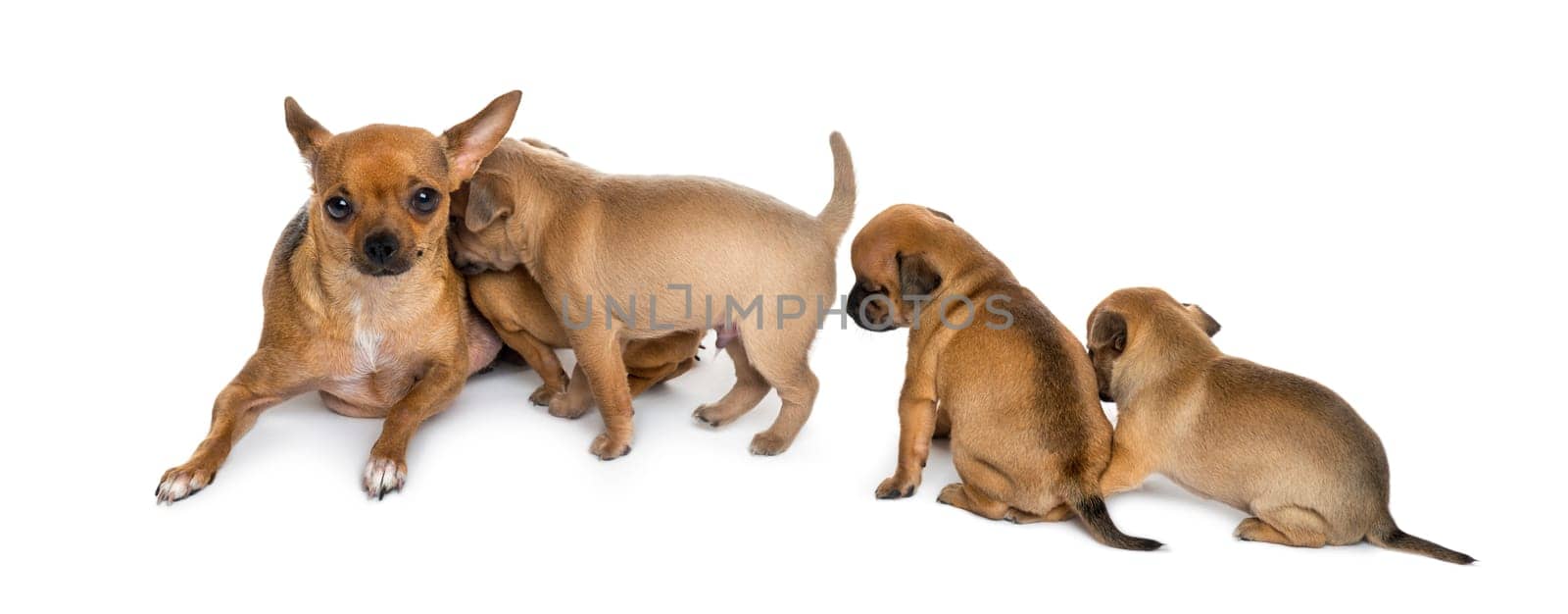 mother and babies chihuahuas