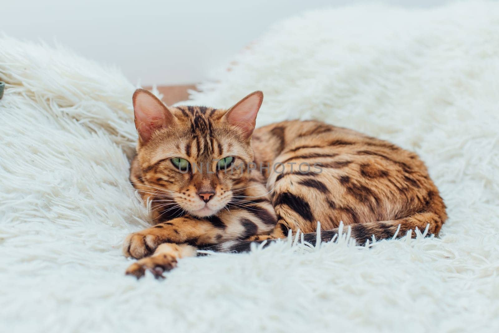 Bengal kitty cat laying on the white fury blanket indoors