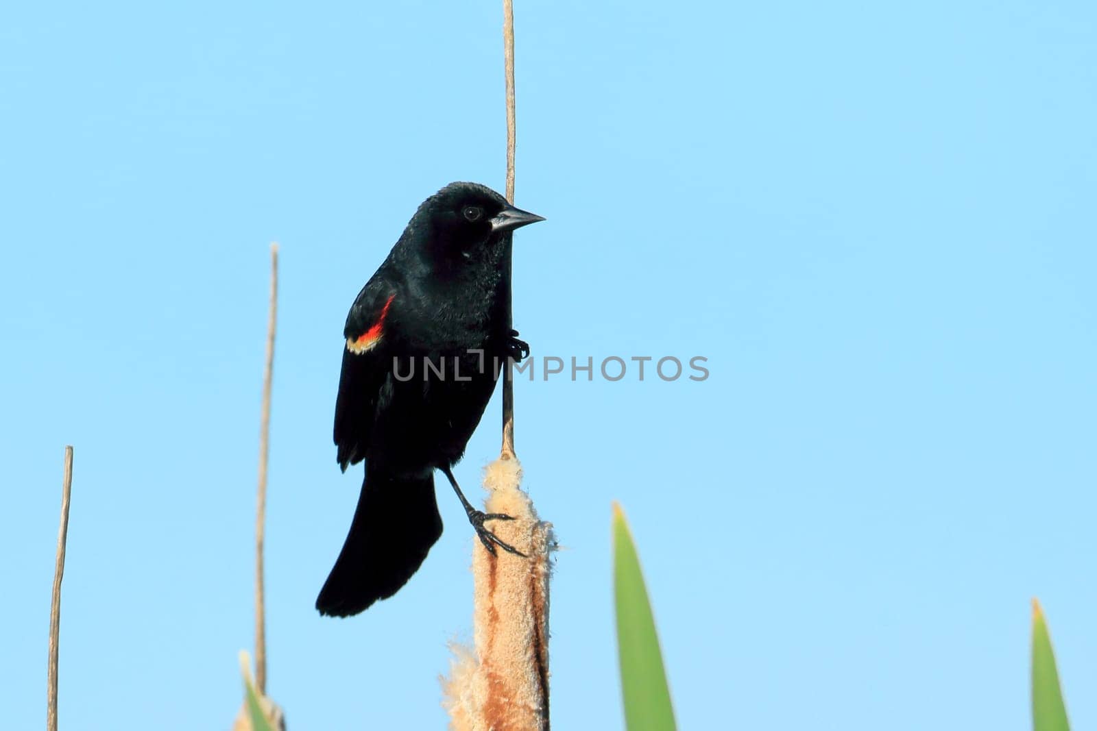 A red-winged blackbird is perched on a cattail against a blue sky in Liberty Lake, Washington.