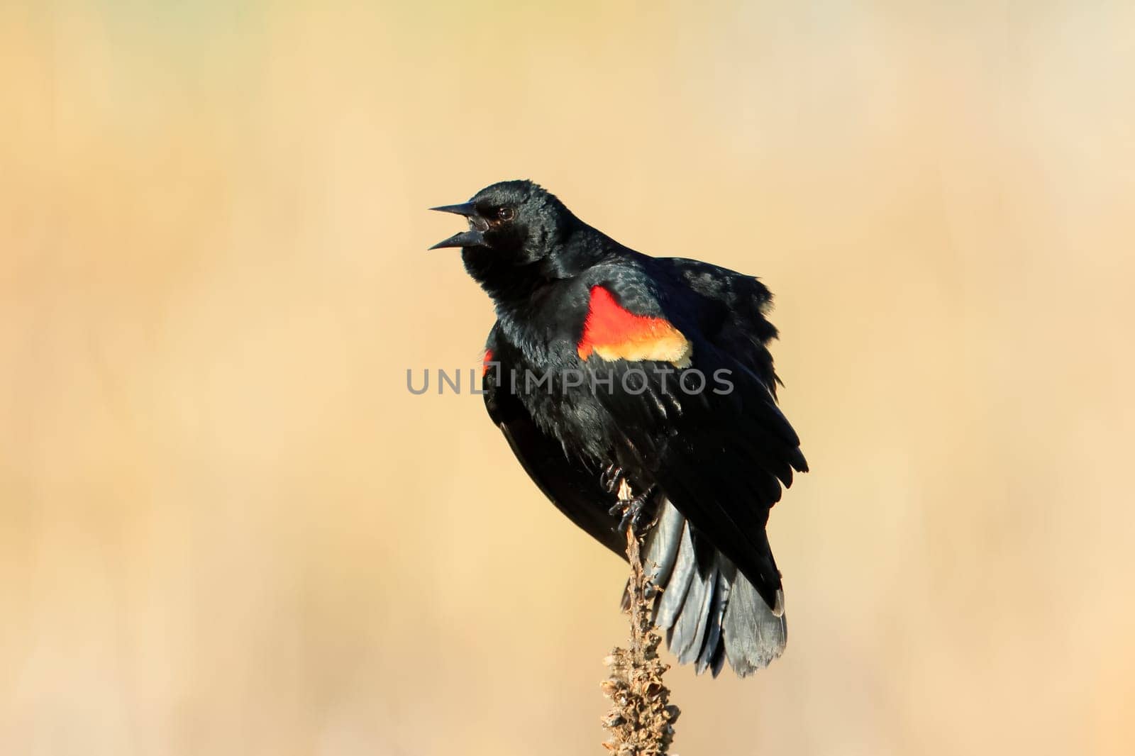 A red winged blackbird on a plant is calling out on a sunny day in Liberty Lake, Washington.