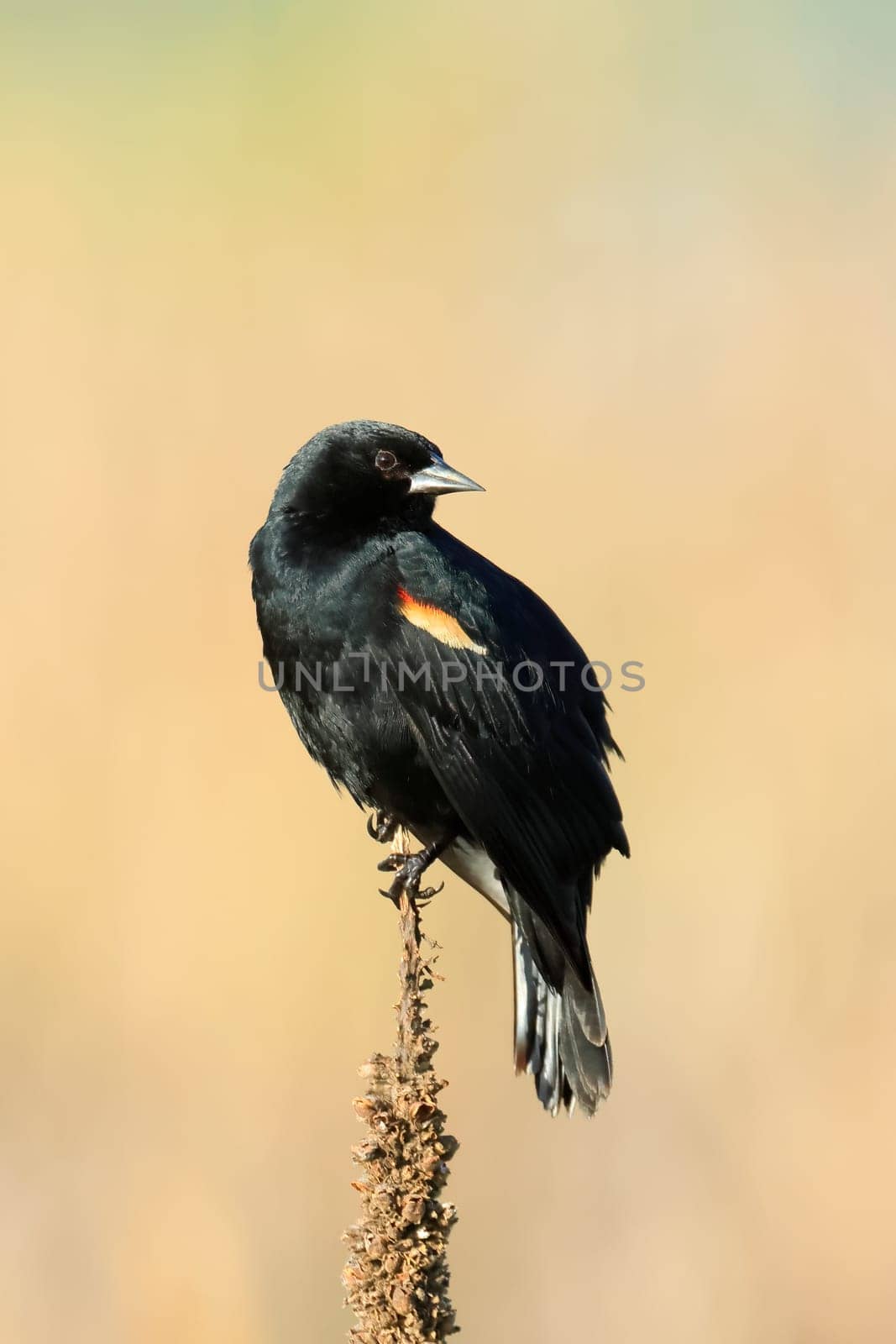 A red winged blackbird is perched on a plant on a sunny day in Liberty Lake, Washington.