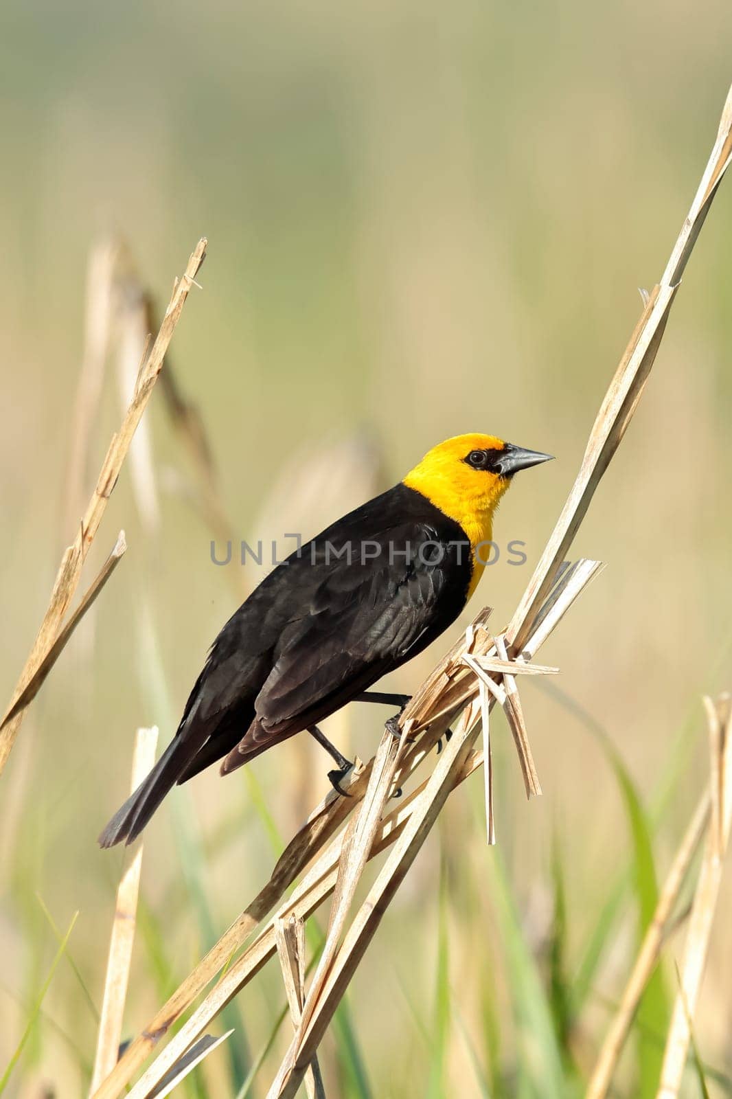 A yellow headed blackbird is perched on a small stalk in Liberty Lake, Washington.