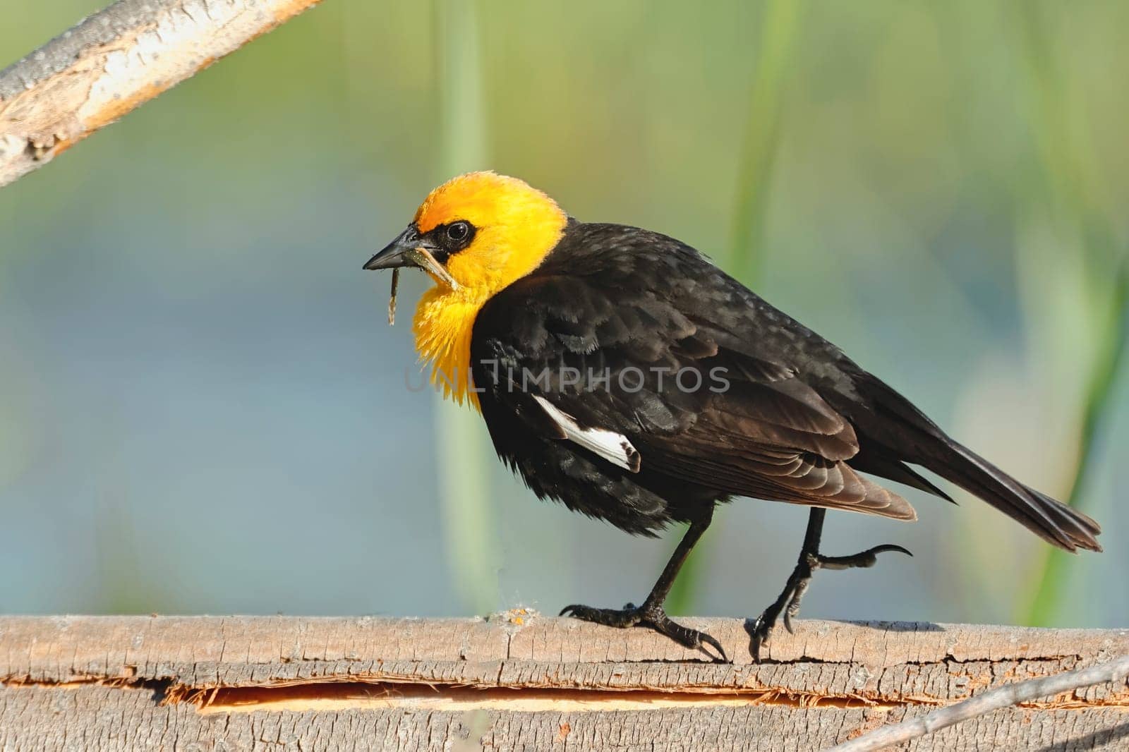 A yellow headed blackbird walks on a log in Liberty Lake, Washington.