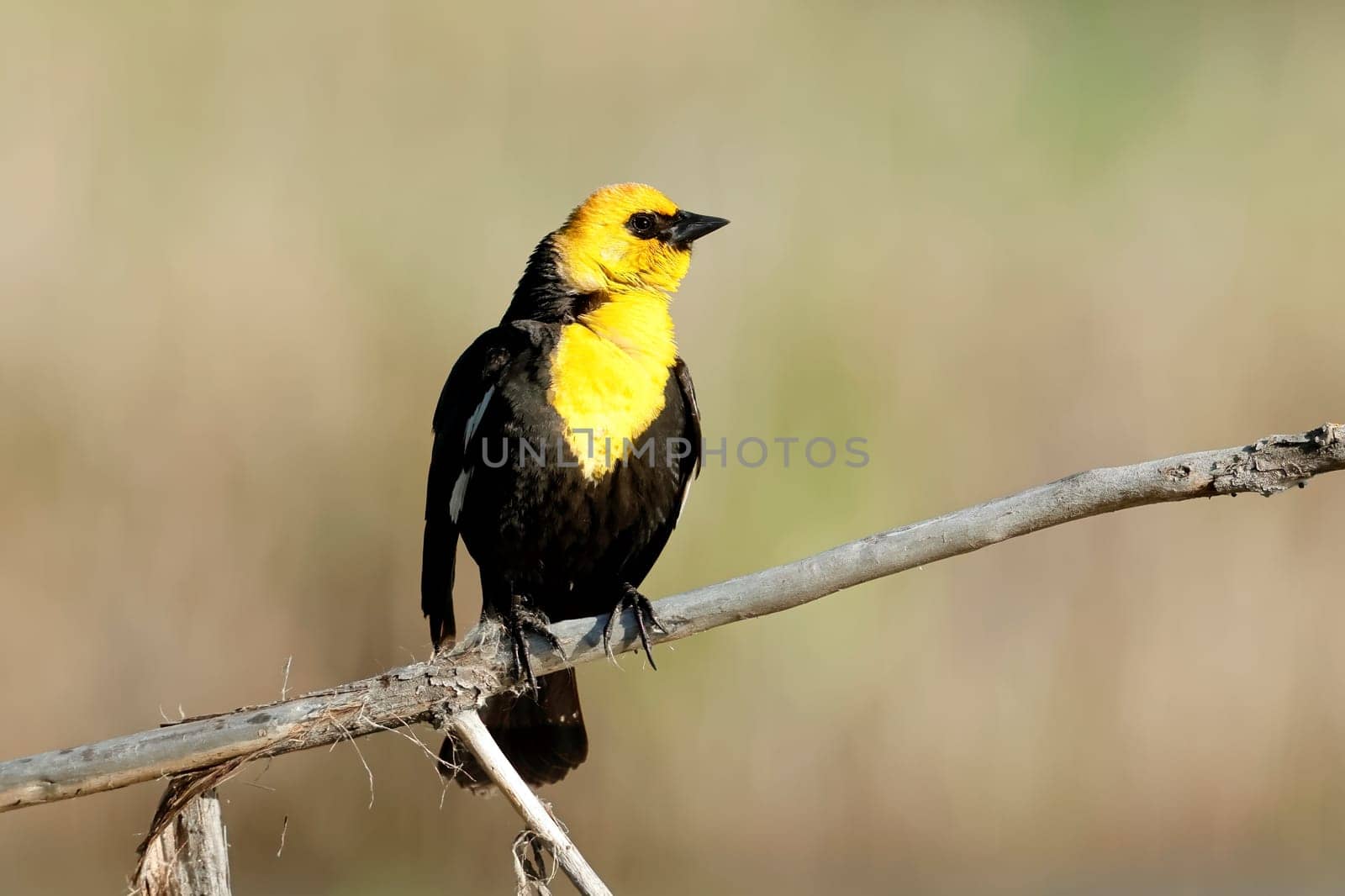 A yellow headed blackbird is perched on a small branch in Liberty Lake, Washington.