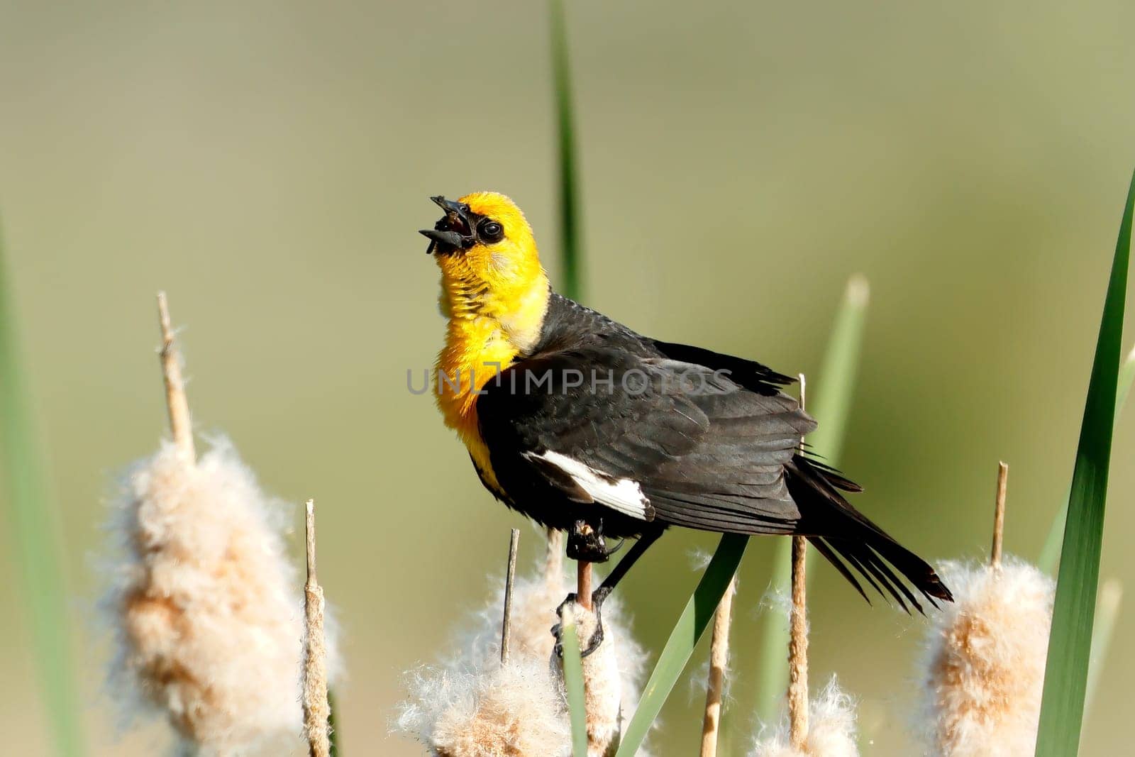 A yellow headed blackbird perched on a cattail is calling out in Liberty Lake, Washington.