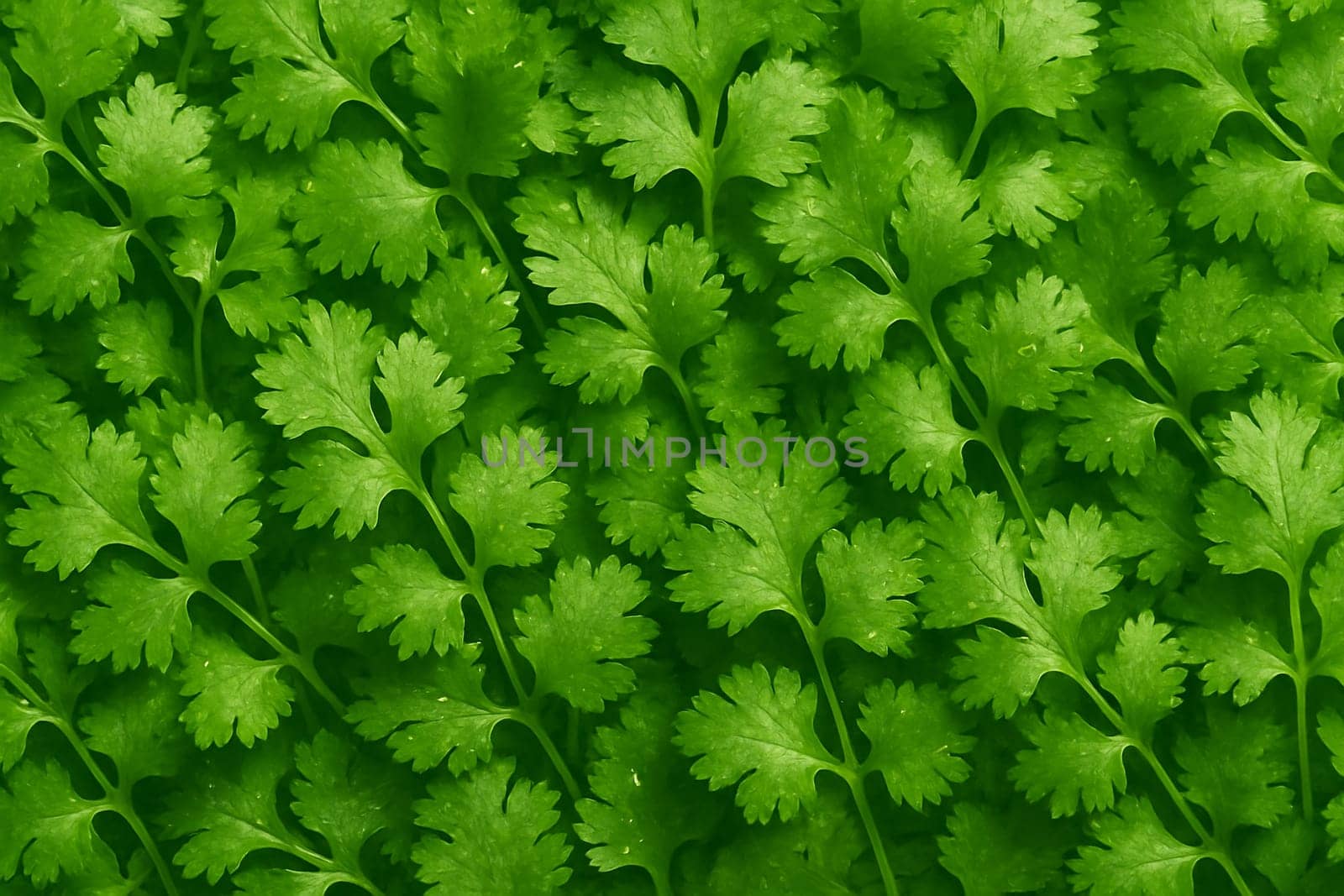 AI generated top view of fresh cilantro leaves with sparkling water droplets under daylight capturing freshness purity and natural beauty ideal for food and wellness themes