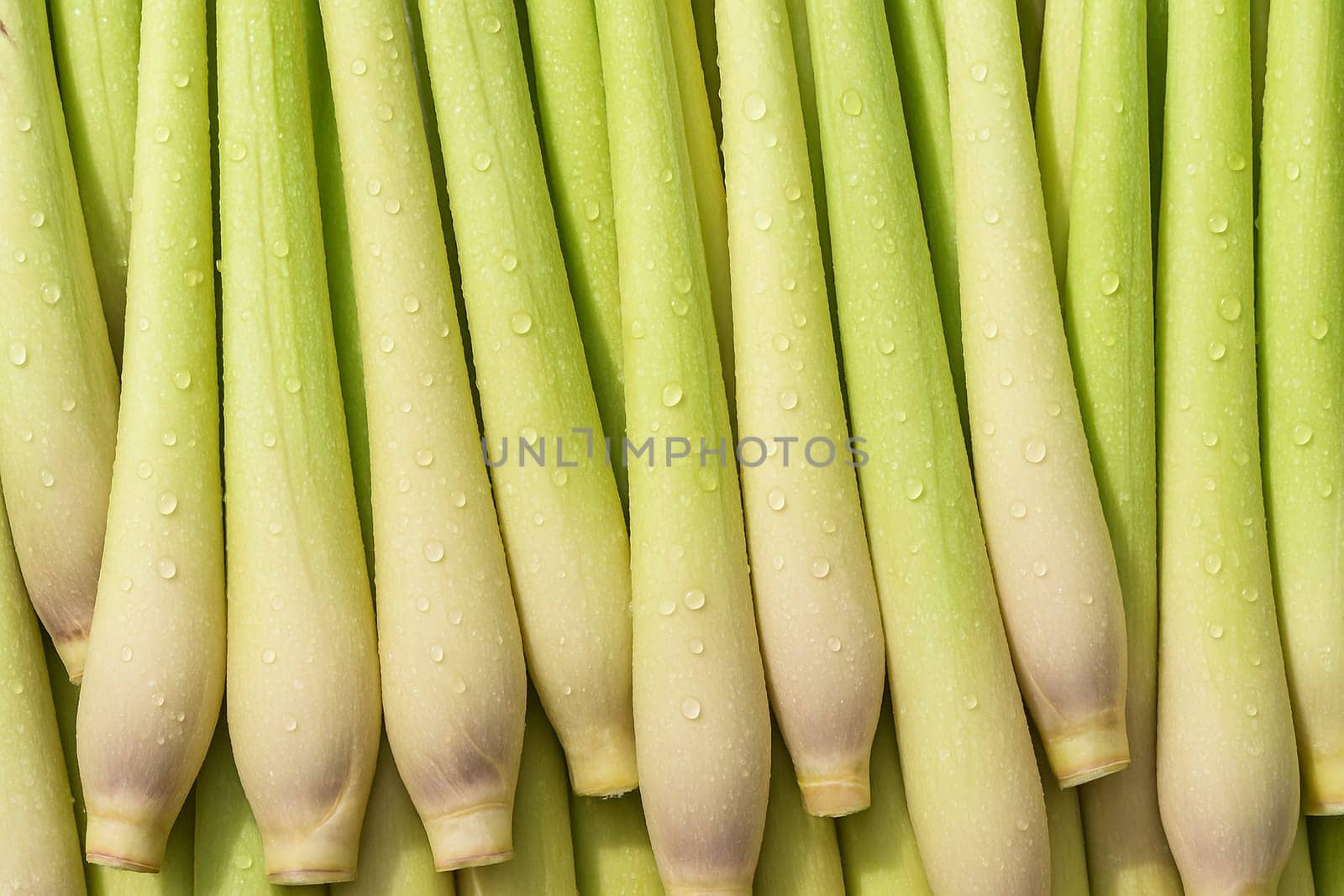 AI generated top view of fresh lemongrass stalks with water droplets under daylight showing vibrant color cleanliness and aromatic appeal perfect for food health and herbal themed visuals