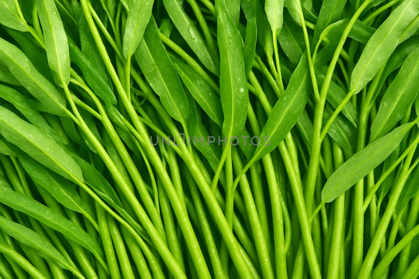 AI generated top view of fresh water spinach with dew drops in daylight clean and vibrant showing natural freshness ideal for food and health concepts