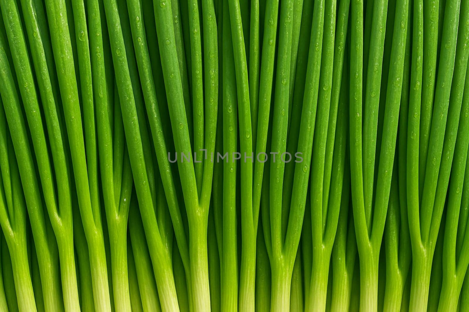 AI generated top view of fresh green onions with water droplets under daylight highlighting cleanliness crispness and freshness perfect for culinary and healthy lifestyle themes