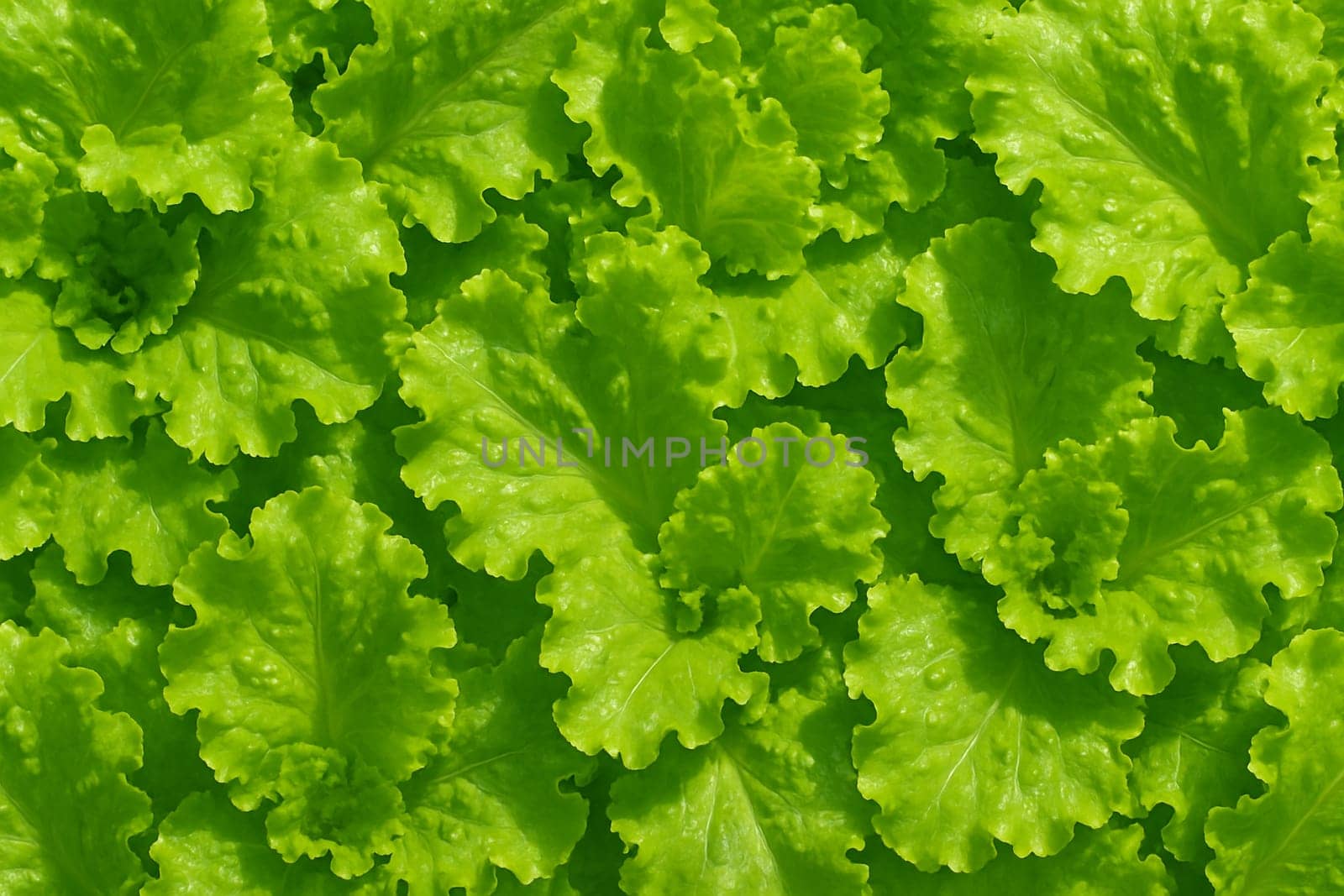 AI generated top view of crisp green lettuce leaves with water droplets under daylight showing vibrant clean texture freshness and organic food appeal