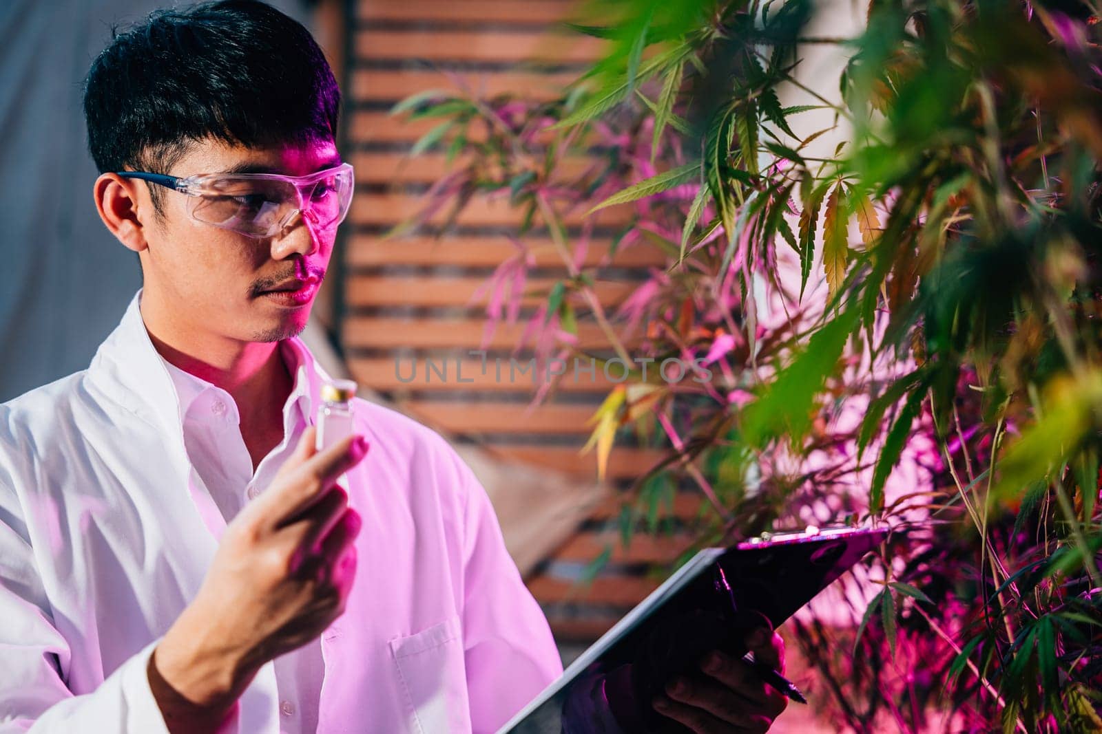 Marijuana researcher Asian man wearing glasses and holding a vial bottle and a clipboard to check list in cannabis sativa hemp plants in cannabis farms, herbal alternative medicine