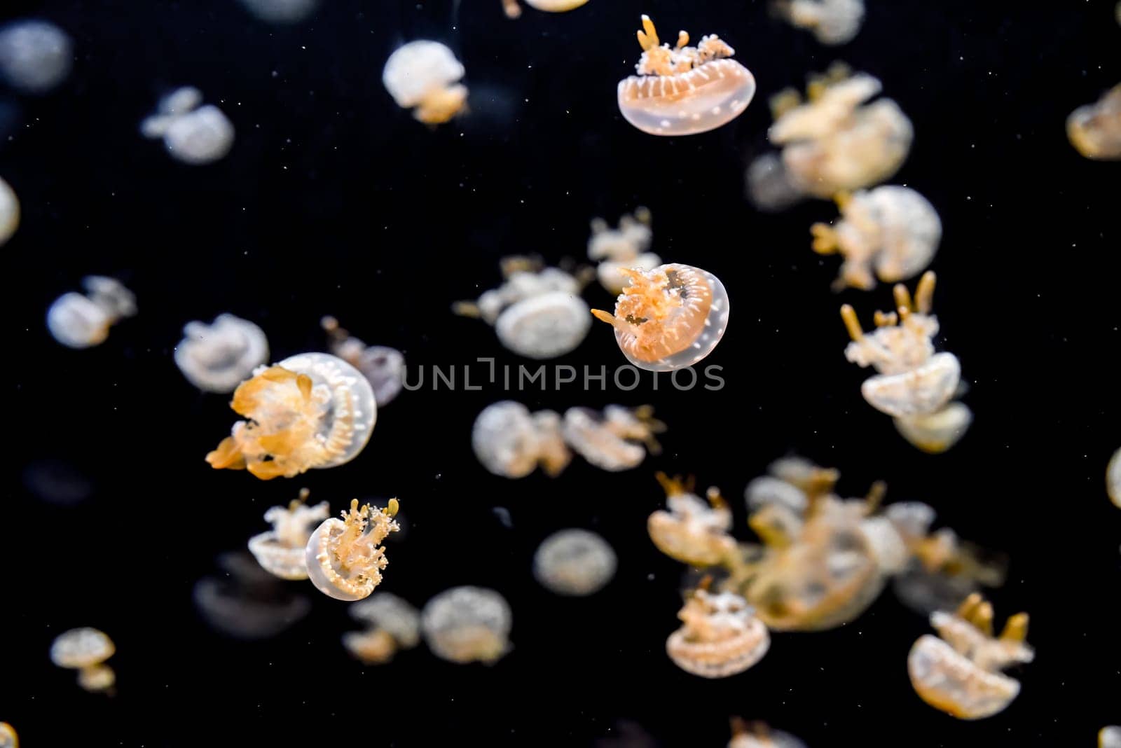 Spotted jellyfish with orange arms drift through dark sea. Their translucent bells shimmer in the calm water.