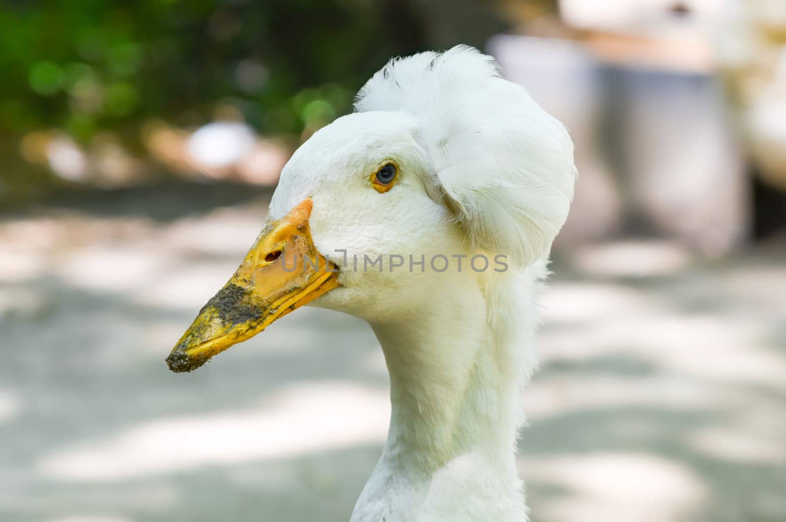 Close side portrait of a Pekin crested duck with a dirty beak and striking blue eye, showing unique plumage and personality in natural light.