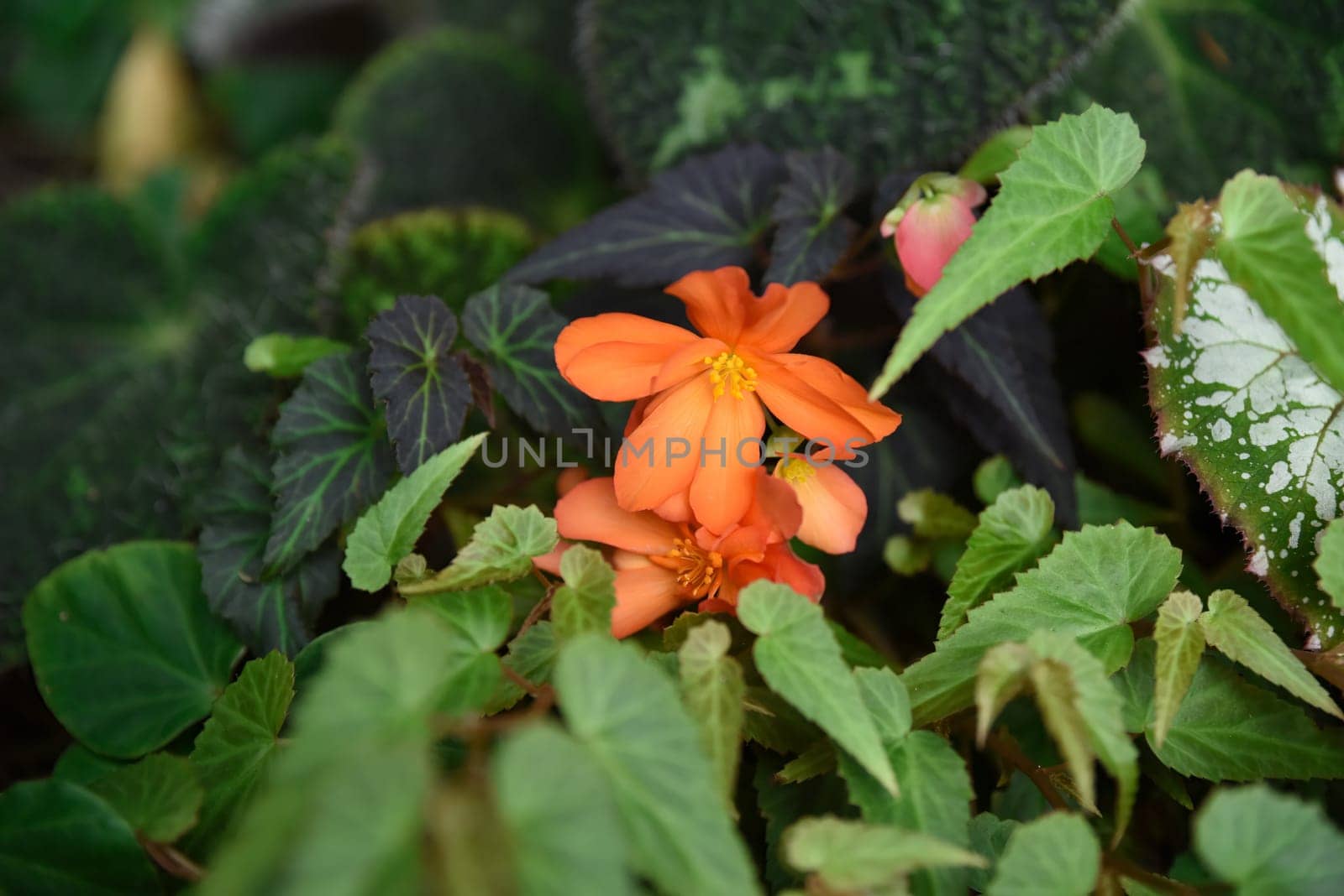 Orange Begonia Pendula in bloom, cascading petals captured in closeup. A vibrant ornamental flower from the Begoniaceae family.