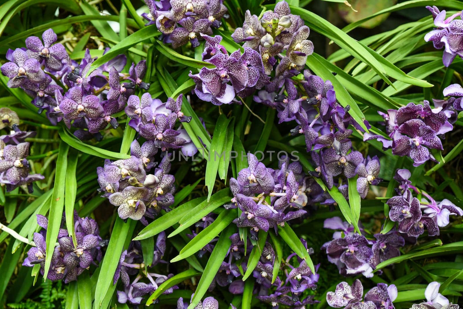 Horizontal photo of Vandachostylis Guardant orchid in full bloom, capturing deep violet tones and fine textures of this rare hybrid tropical flower.