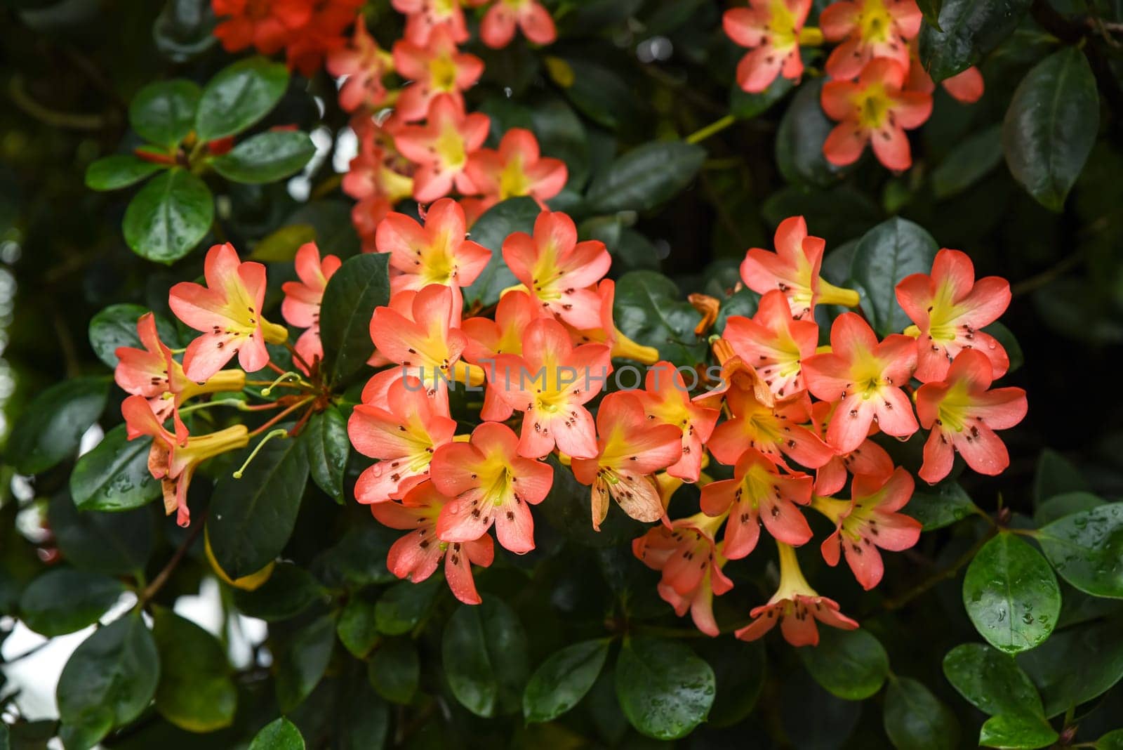 Tropical Vireya rhododendrons blooming in a lush garden, native to southeastern Asia, belonging to the Ericaceae family.