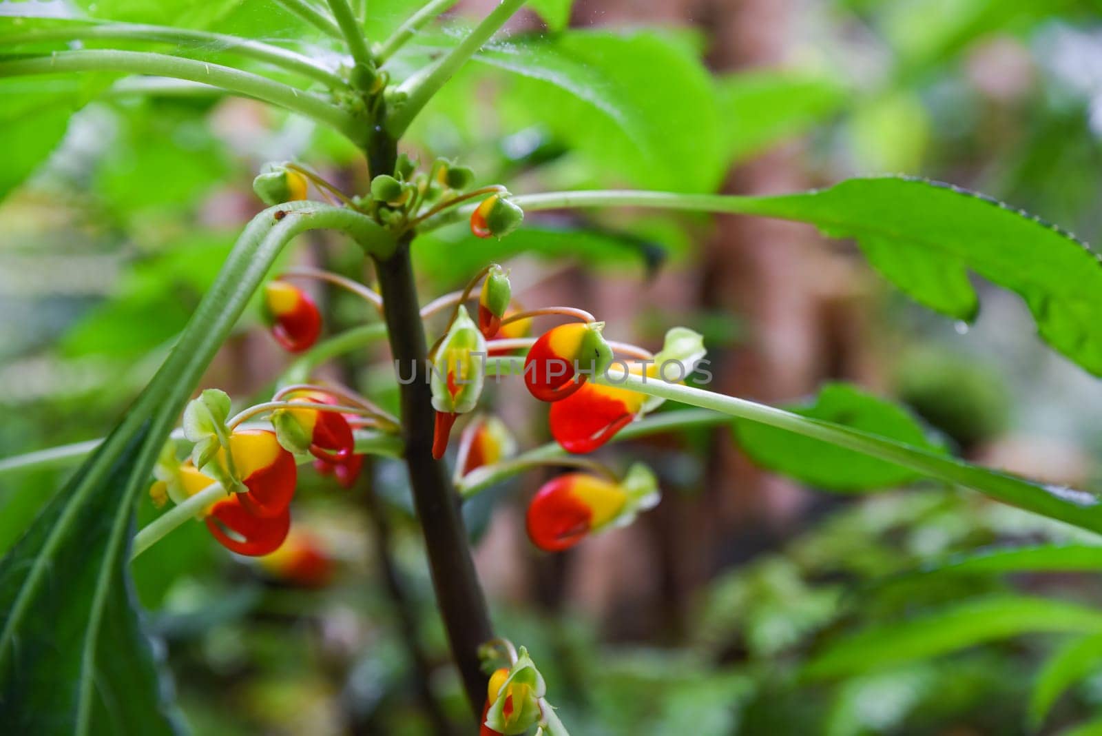 Closeup of colorful Impatiens niamniamensis flowers with red and yellow petals surrounded by lush green leaves in a tropical Singapore garden.