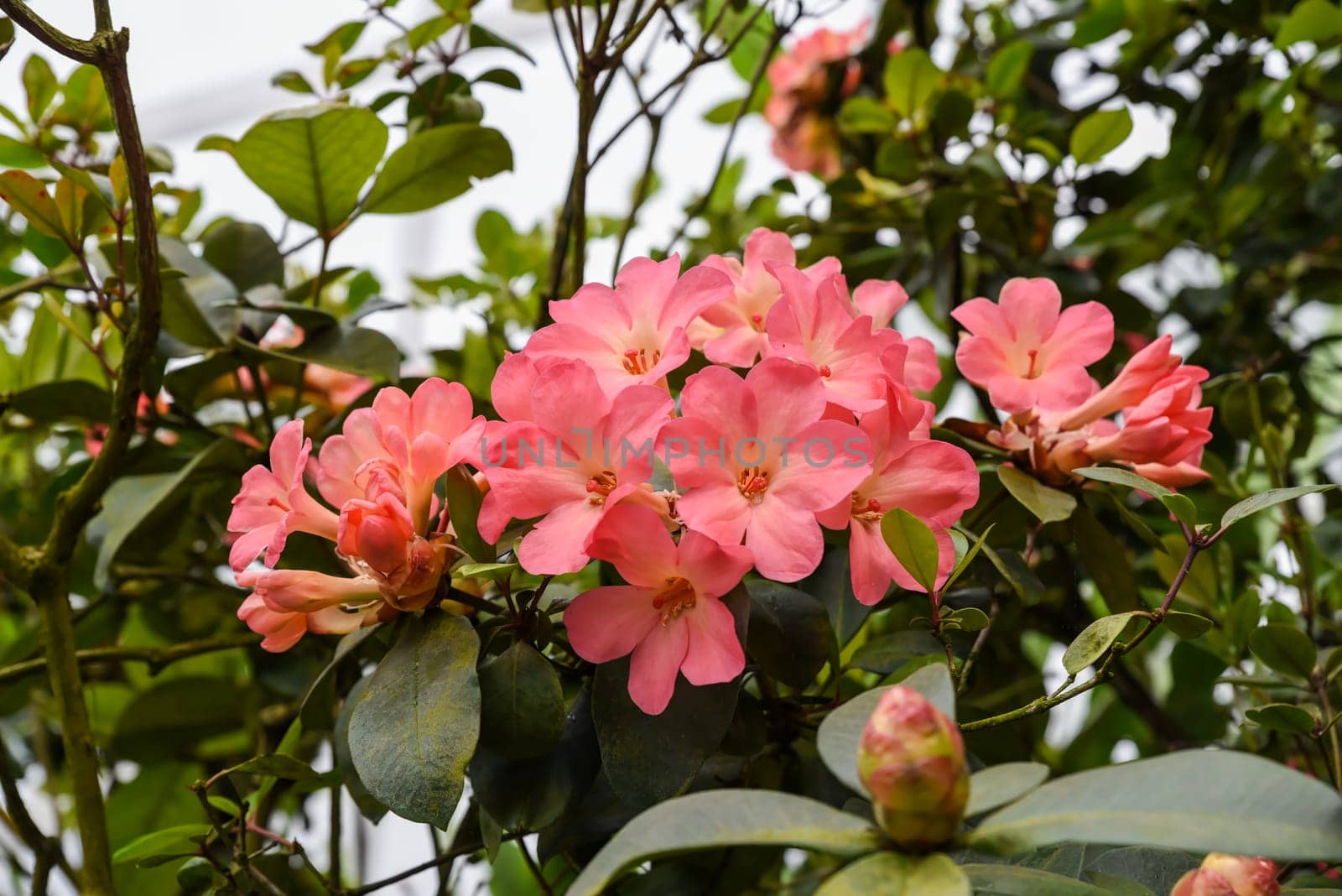 Vireya rhododendrons in bloom, tropical ornamental plants from southeastern Asia, part of the Ericaceae family, growing in lush natural surroundings