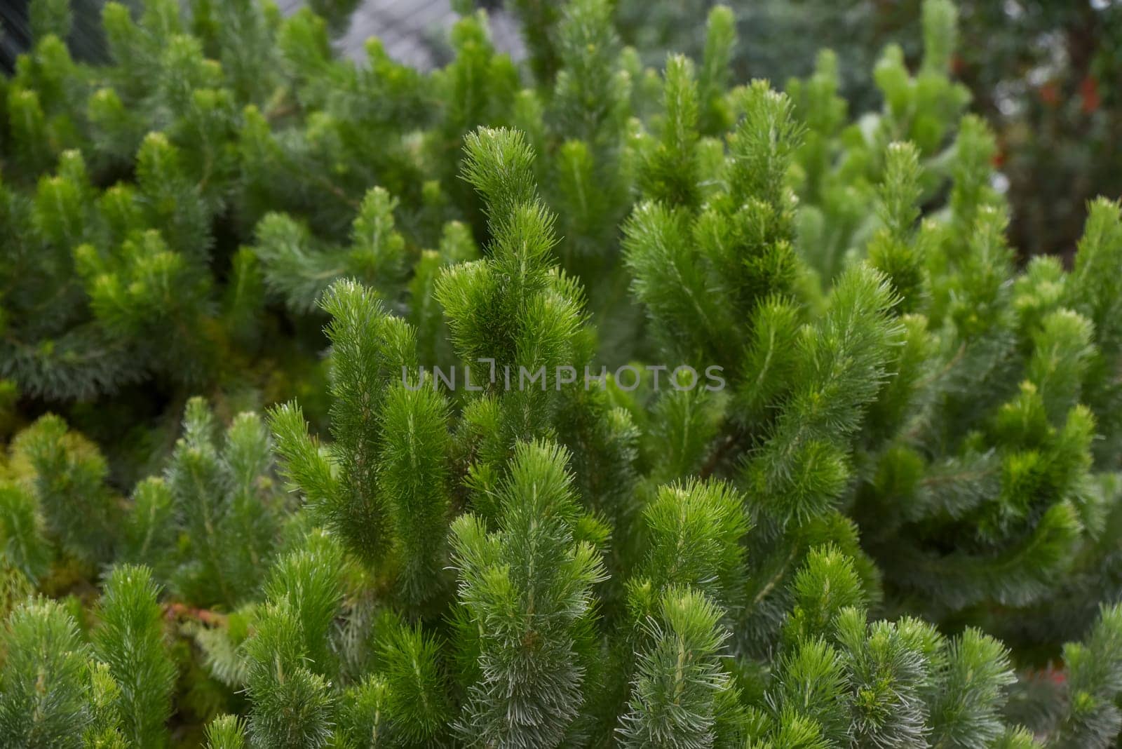 Closeup of Adenanthos sericeus plant with fine, soft, silvery green foliage resembling conifer needles, known for its woolly texture and delicate look