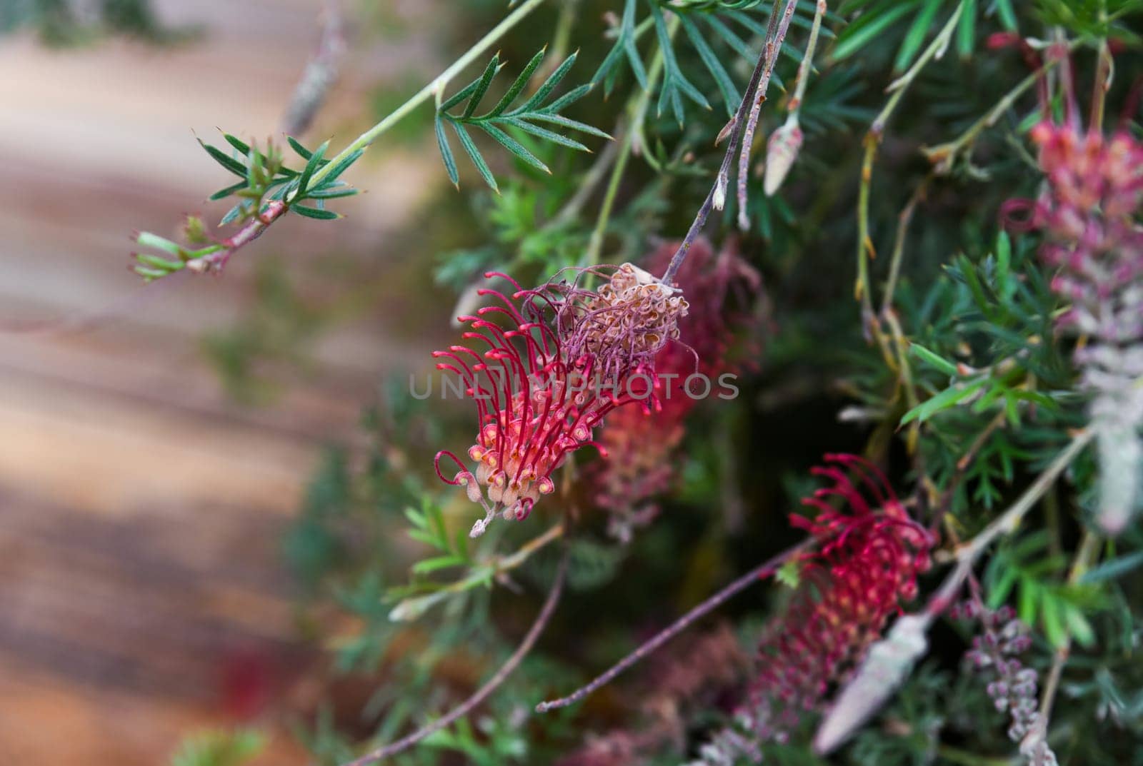 Close-up of Grevillea thelemanniana with delicate red flowers and fine foliage, showcasing its vibrant colors and intricate textures in natural light.