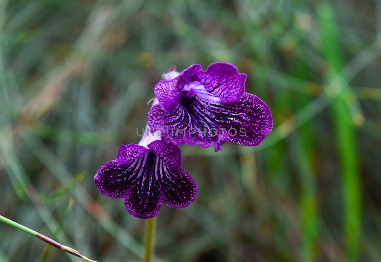 Close-up of a blooming Streptocarpus (Cape primrose) with velvety petals. Popular ornamental plant from the Gesneriaceae family, ideal for indoor cultivation