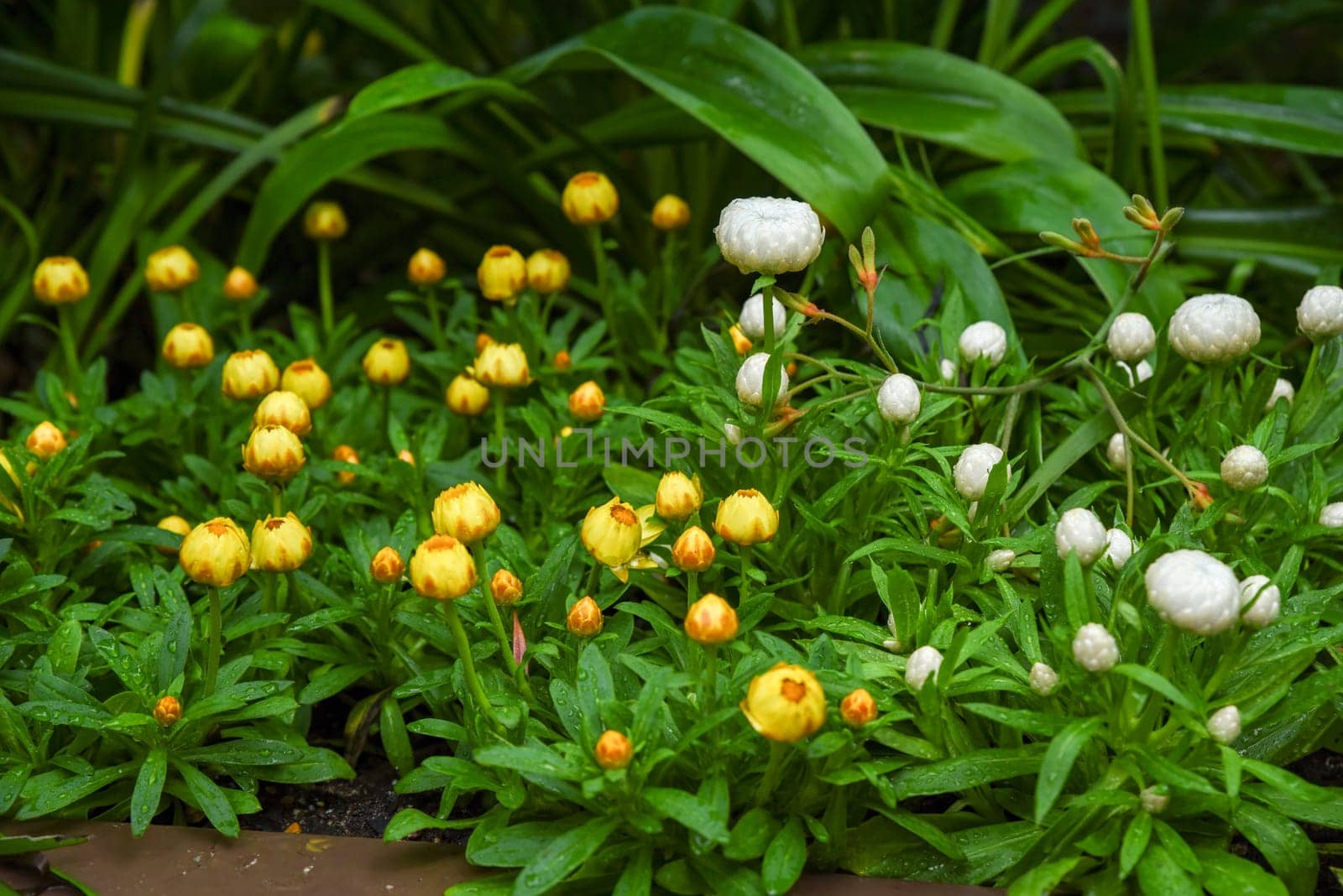 Beautiful yellow and white strawflower buds in lush garden greenery after rain. Water droplets glisten on the fresh petals and leaves.