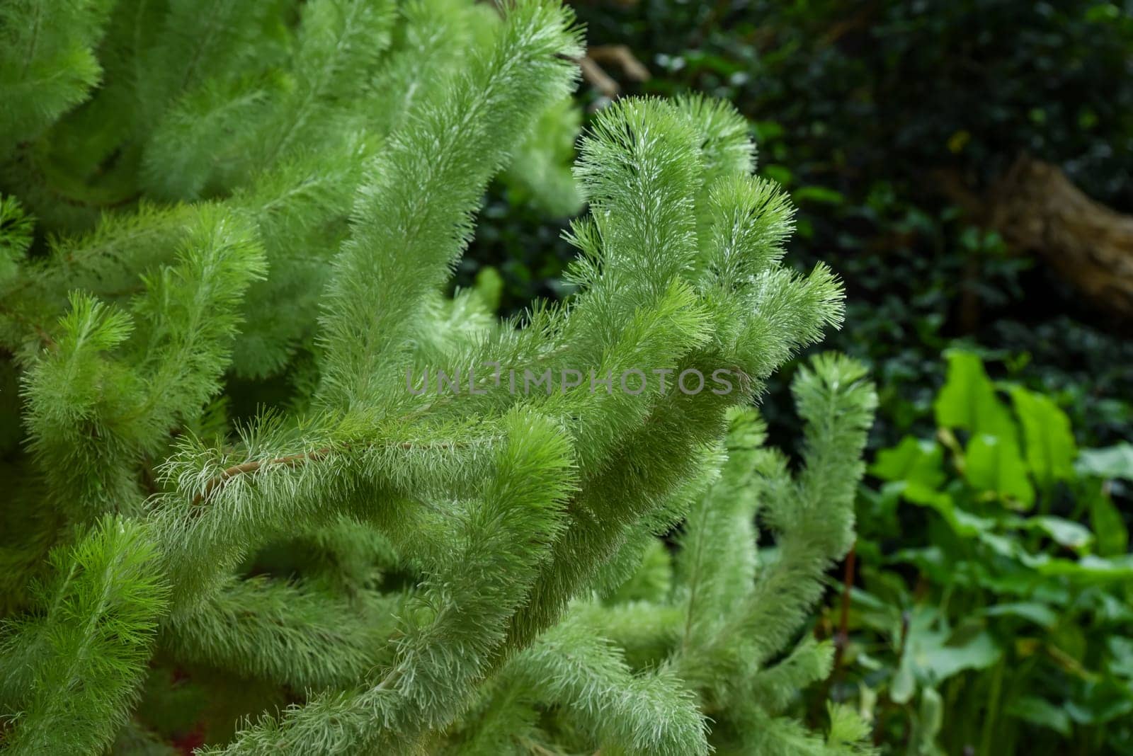 Close-up of Adenanthos sericeus woolly bush showing its distinctive needle-like leaves. Proteaceae family plant thriving in Singapore gardens