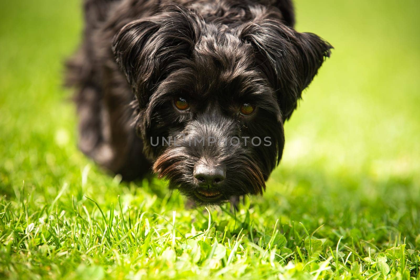 A lively and playful black dog happily investigates its surrounding area in a lush and vibrant green field