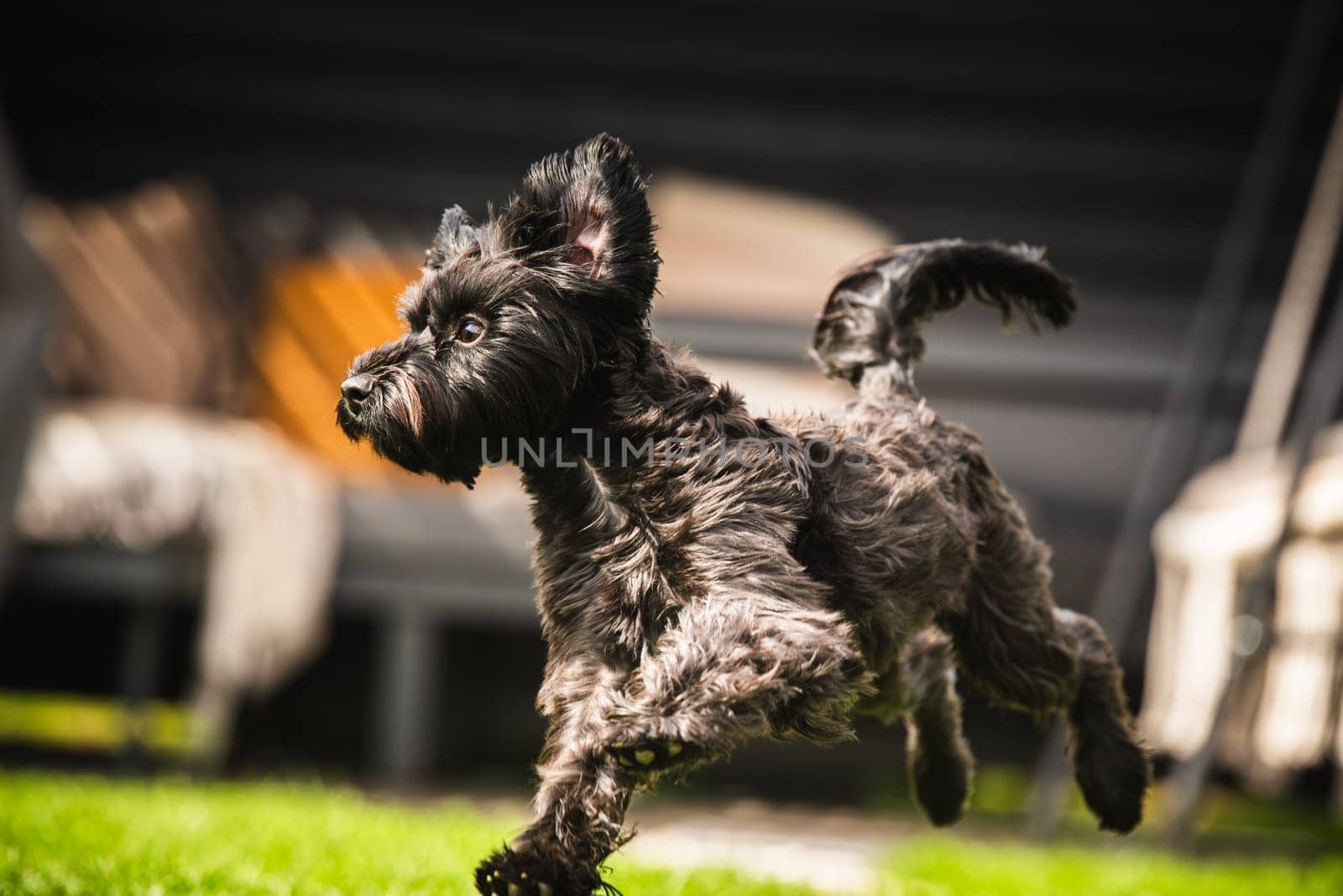 A lively and energetic black dog joyfully enjoys a playful run on the soft green grass under the bright sunlight