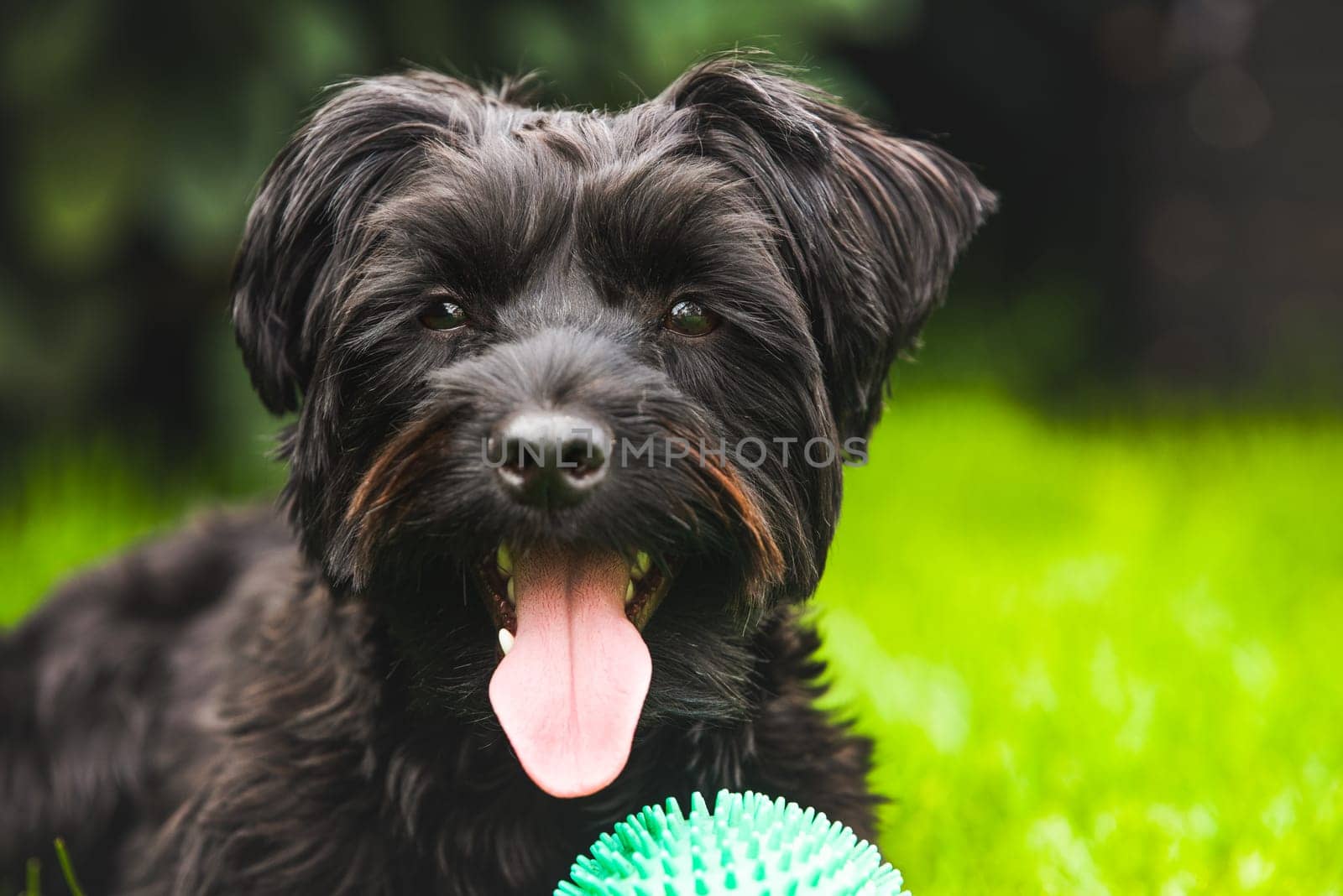 A joyful black dog plays in green grass on a sunny day, tongue out, with a green ball resting nearby