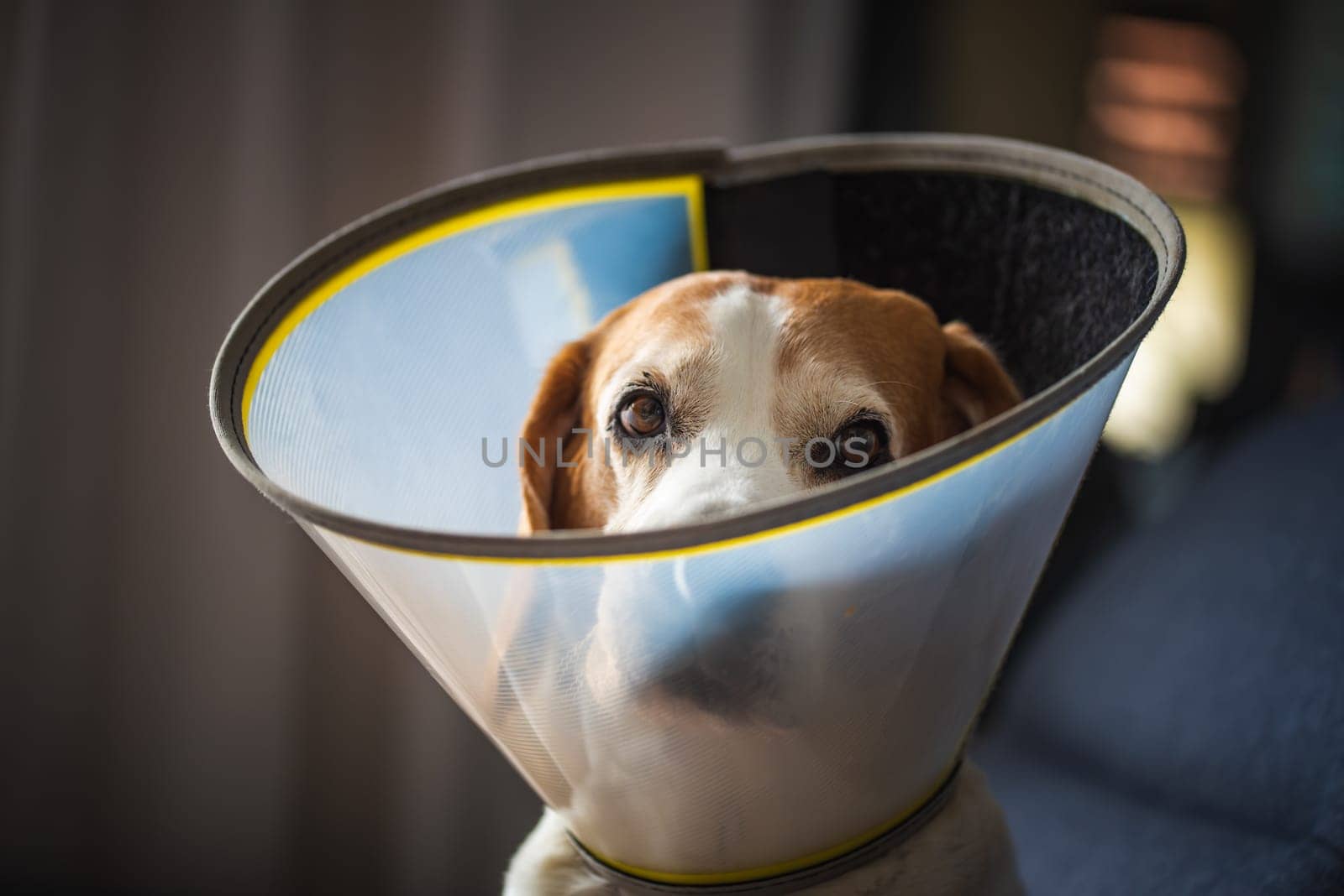 A charming beagle, who is wearing a cone collar, is looking curiously at the camera in a cozy indoor setting