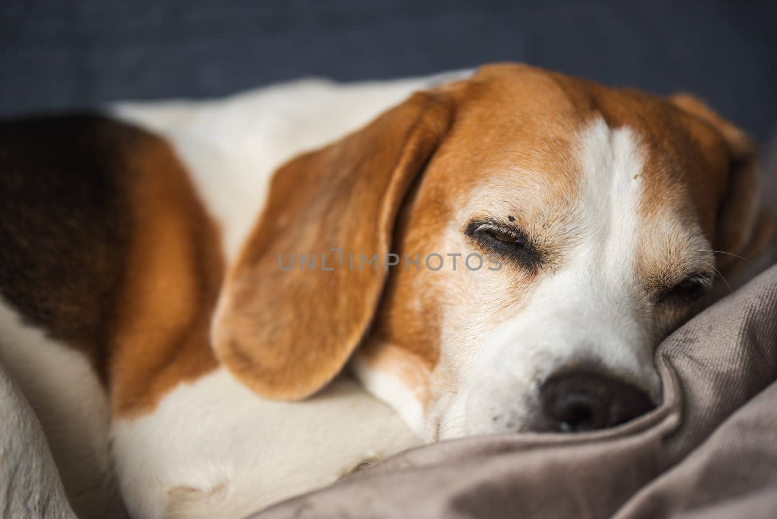 A sleepy, adorable beagle dog is resting peacefully on a cozy, warm blanket, exuding a sense of calm and comfort