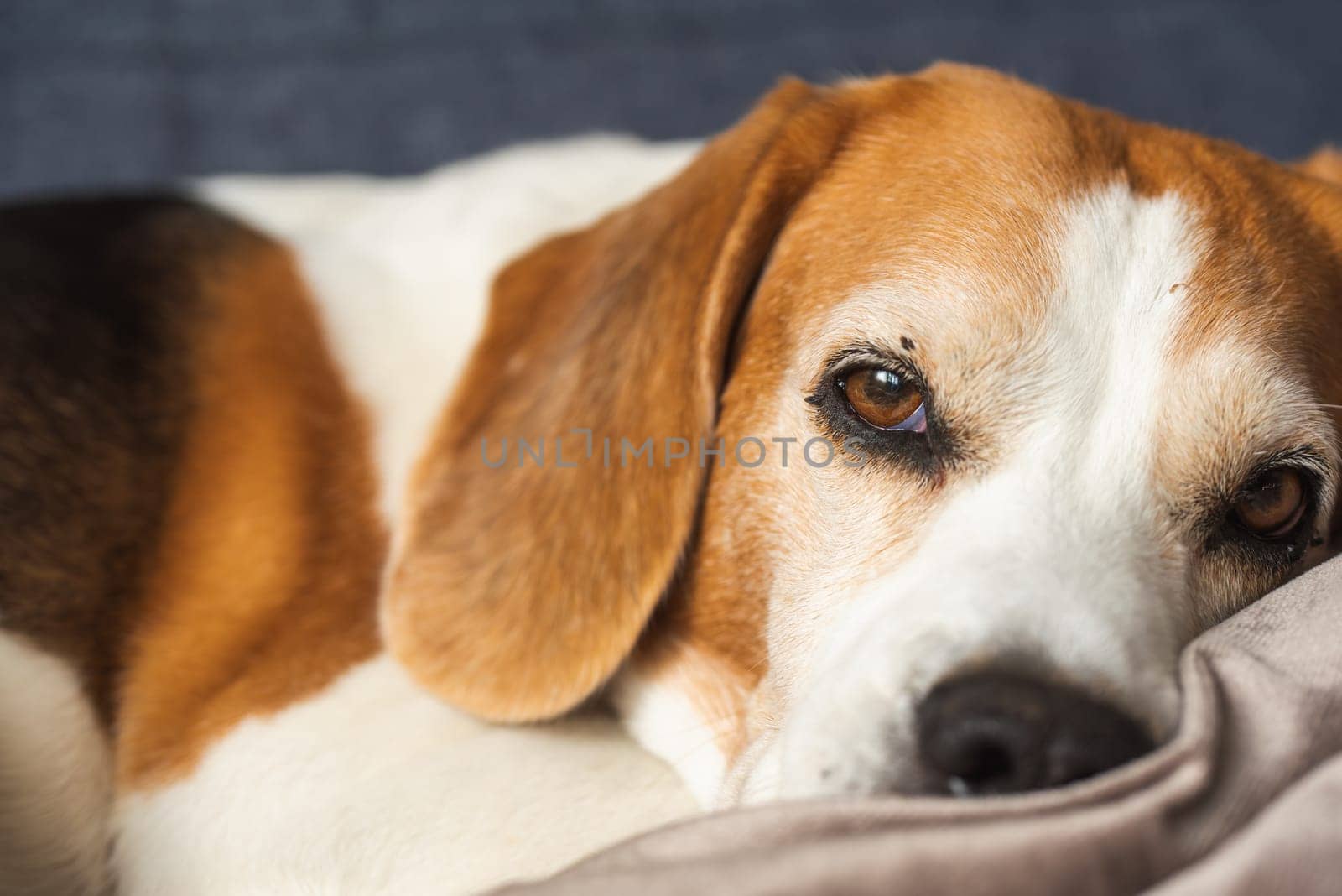 A calm, affectionate beagle relaxes on a cozy couch, showcasing its unique features and warmth as a companion
