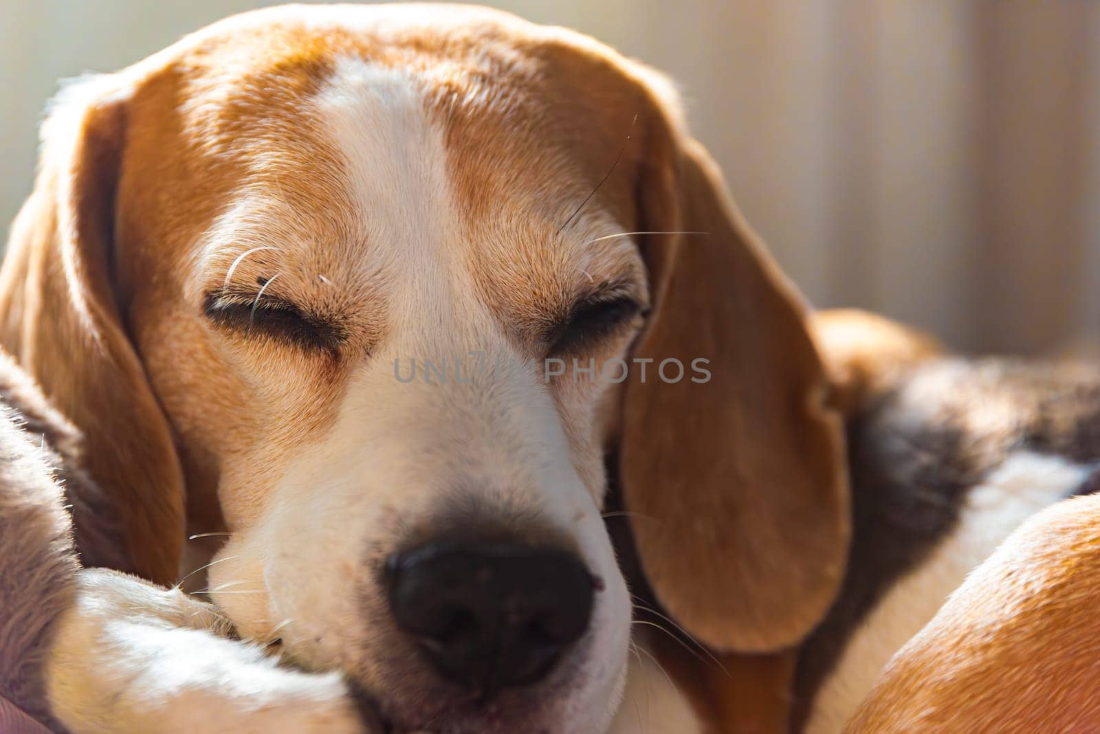 A cozy beagle is sleeping peacefully, showcasing its charming features, cuteness, and tranquility in its slumber