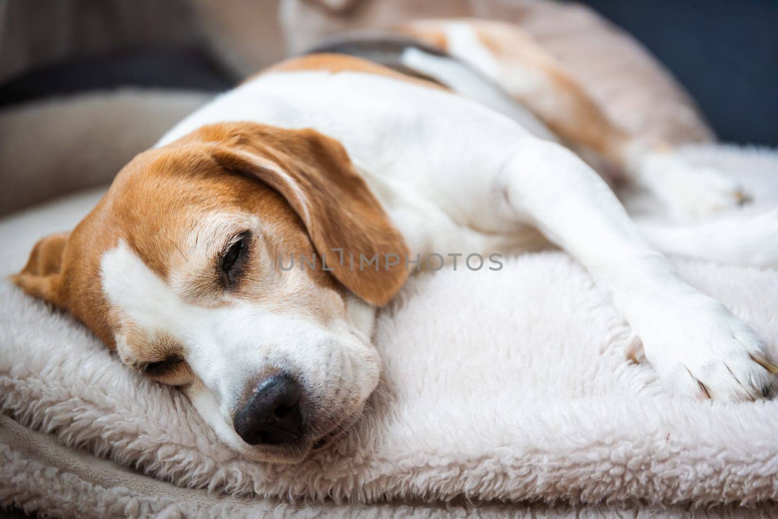 A peaceful and calm beagle dog is resting comfortably on a soft and cozy blanket, embodying pure tranquility